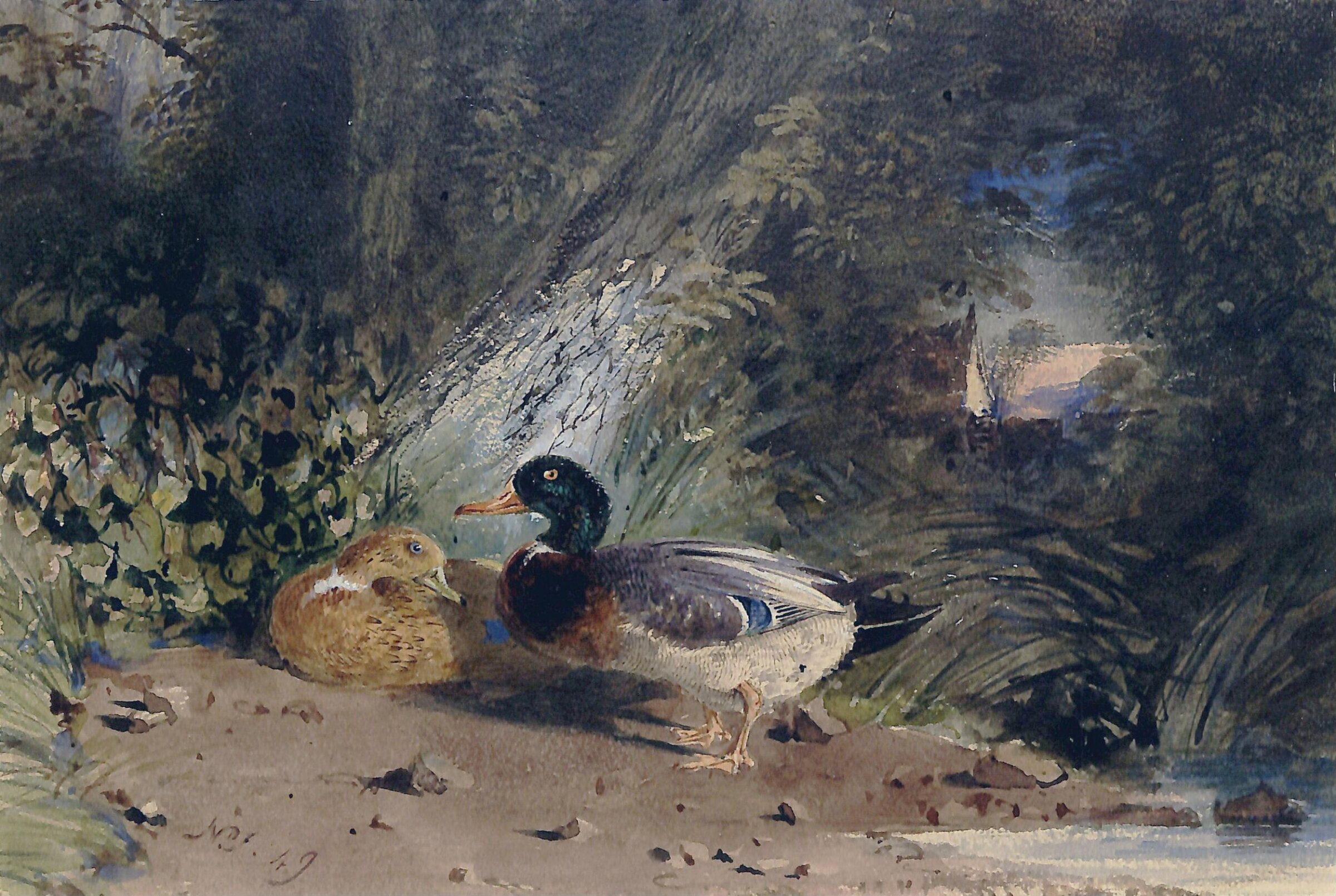 Ducks, Fielding, 1849