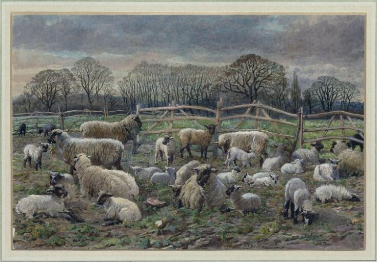 Sheep in a Turnip Field: Winter top image