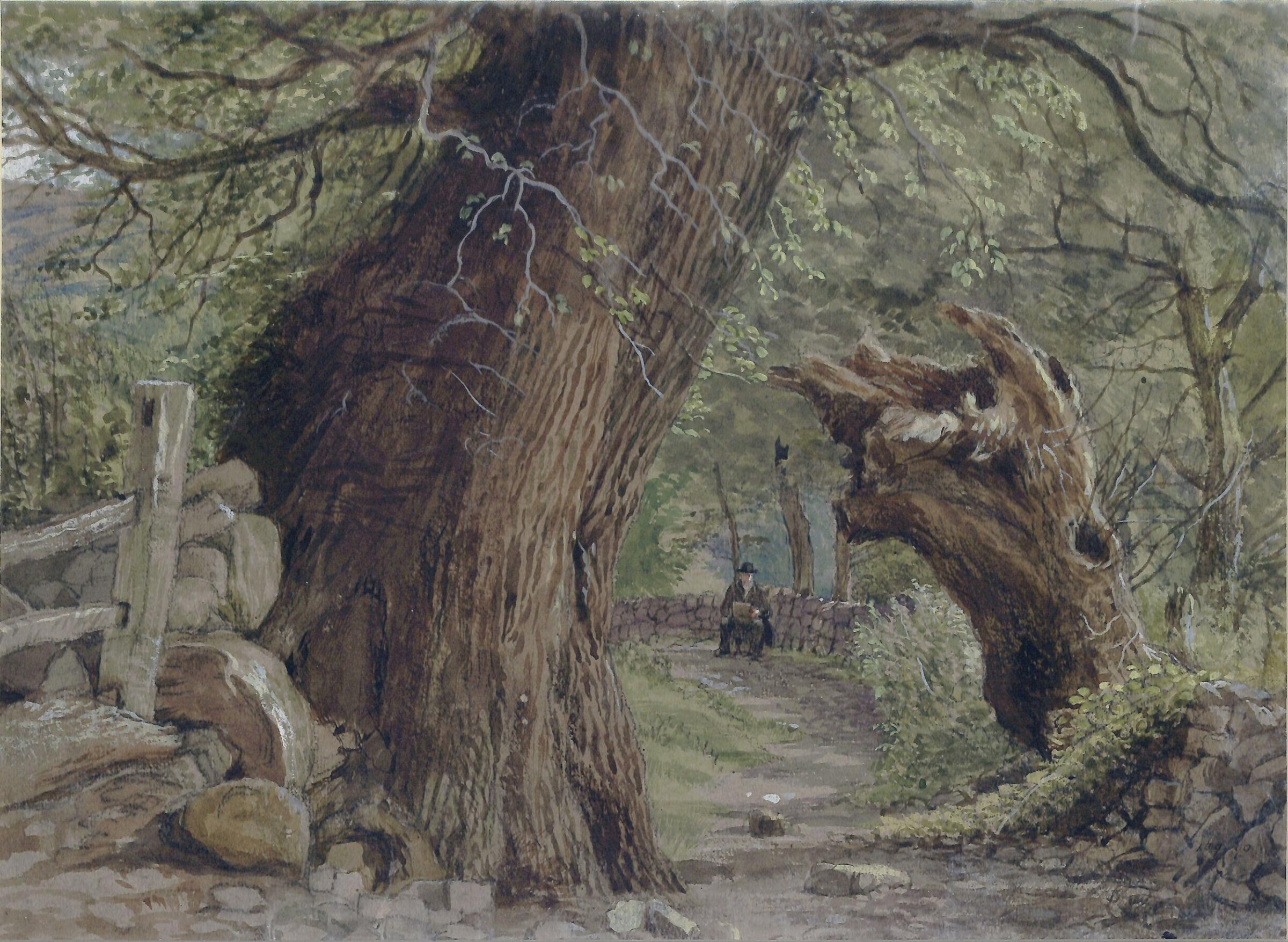 Study of trees at Llanfairfechan, North Wales, Landseer, ca. 1820-1870
