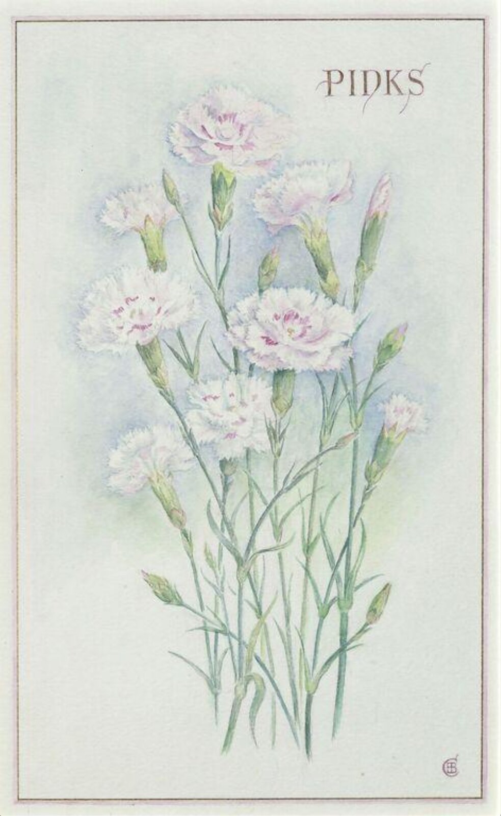 Pinks, Edith Bertha Crapper, ca. mid 20th century