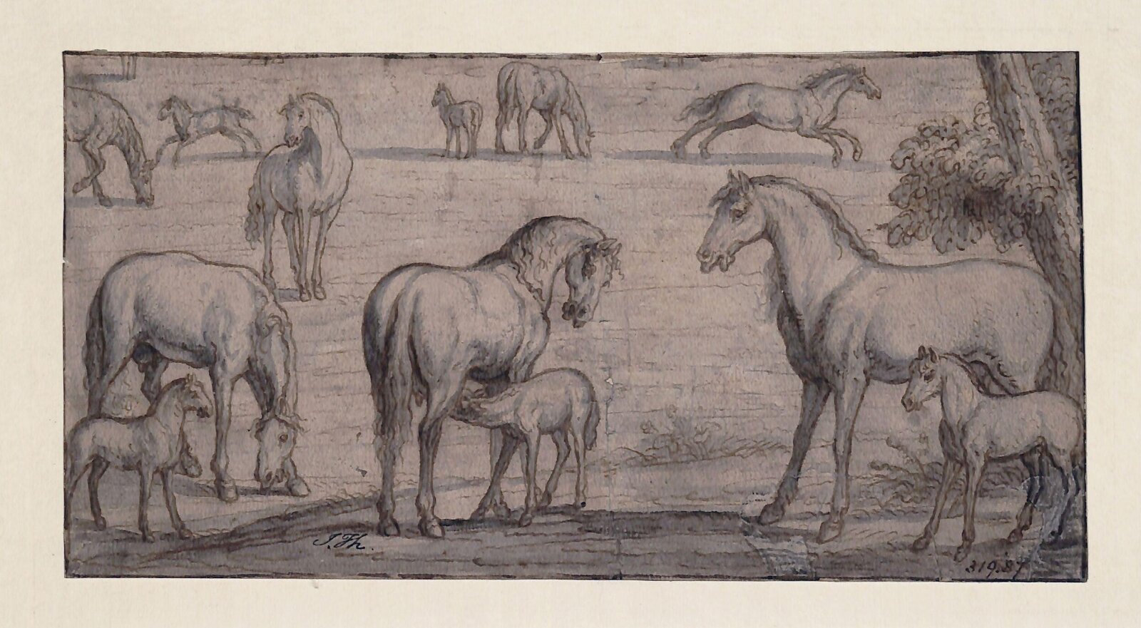 Mares and Foals