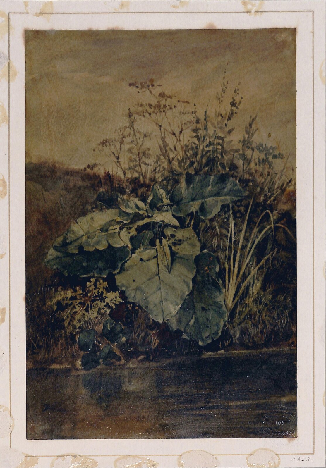 Study of Weeds, Edward Cooke, 1830s