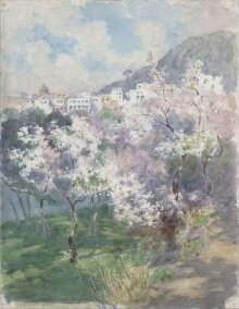 White Almond Blossom, Capri thumbnail 1