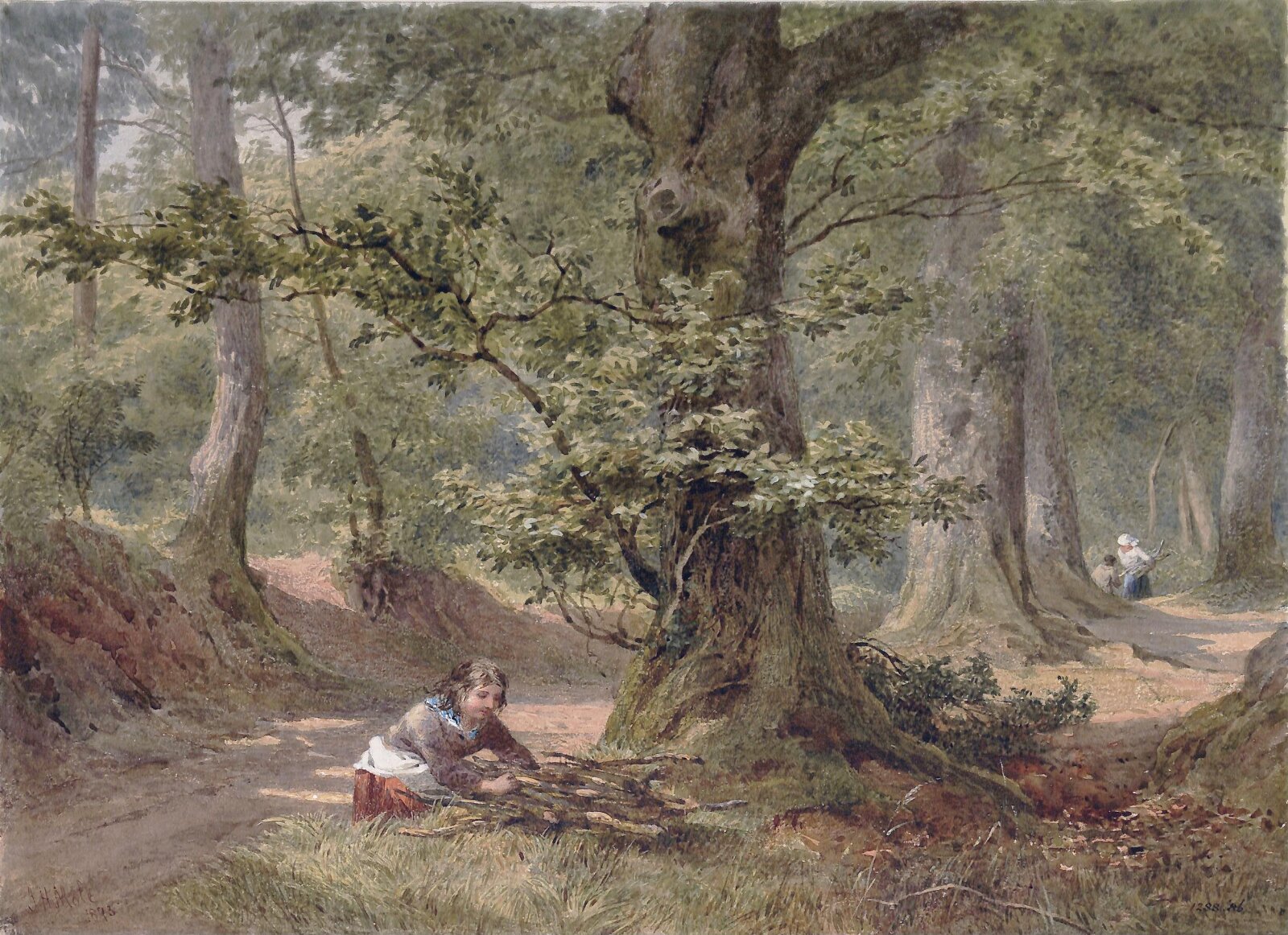 Hellersdon Wood, Devonshire, Mole, 1873