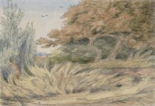 Rank Grass - Epping Forest thumbnail 1