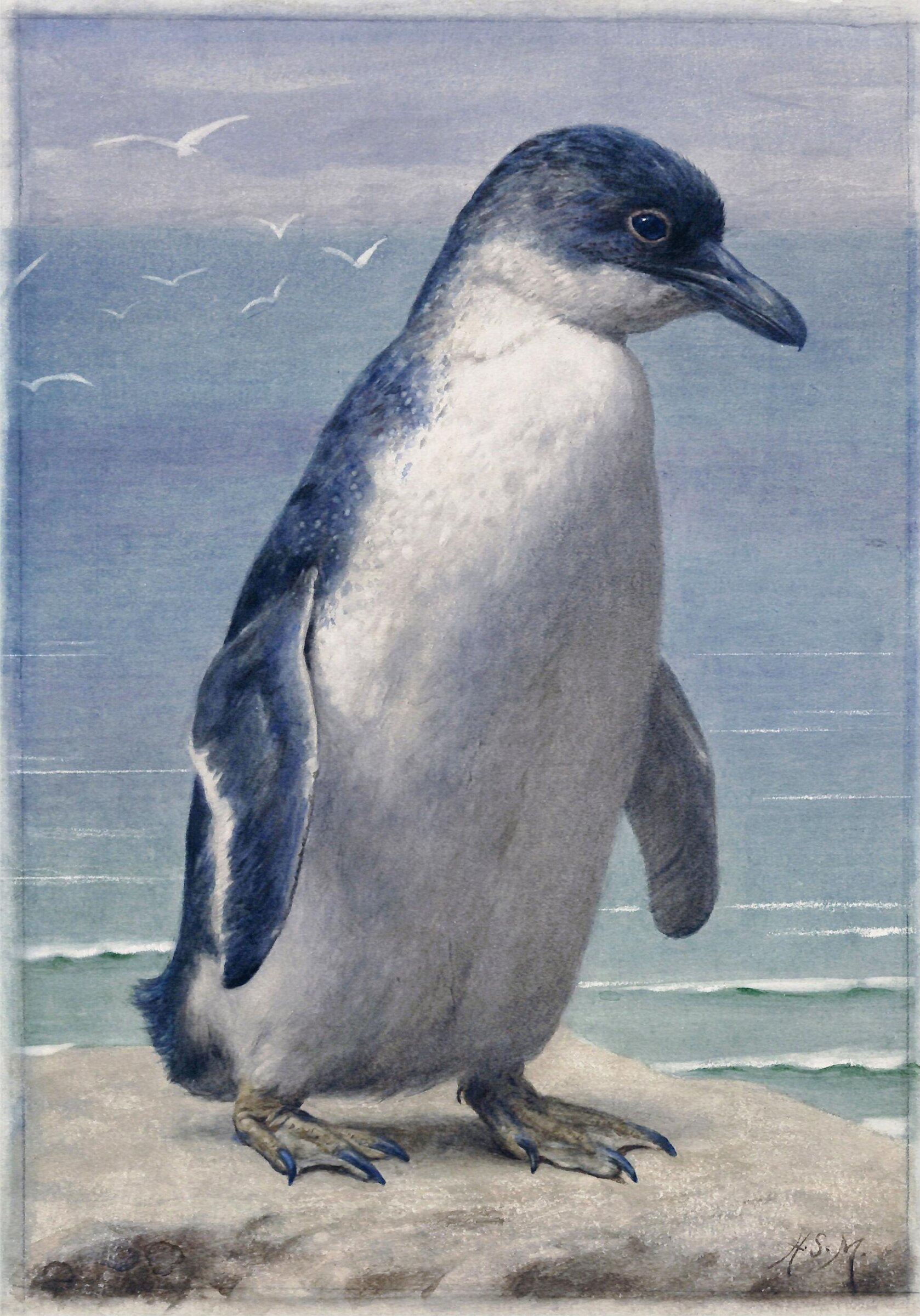 Study of a penguin, Henry Stacy Marks, ca. 1850-1898