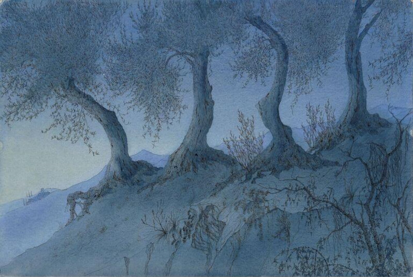 Olive trees at St. François AM, Morphew, ca. early 20th century