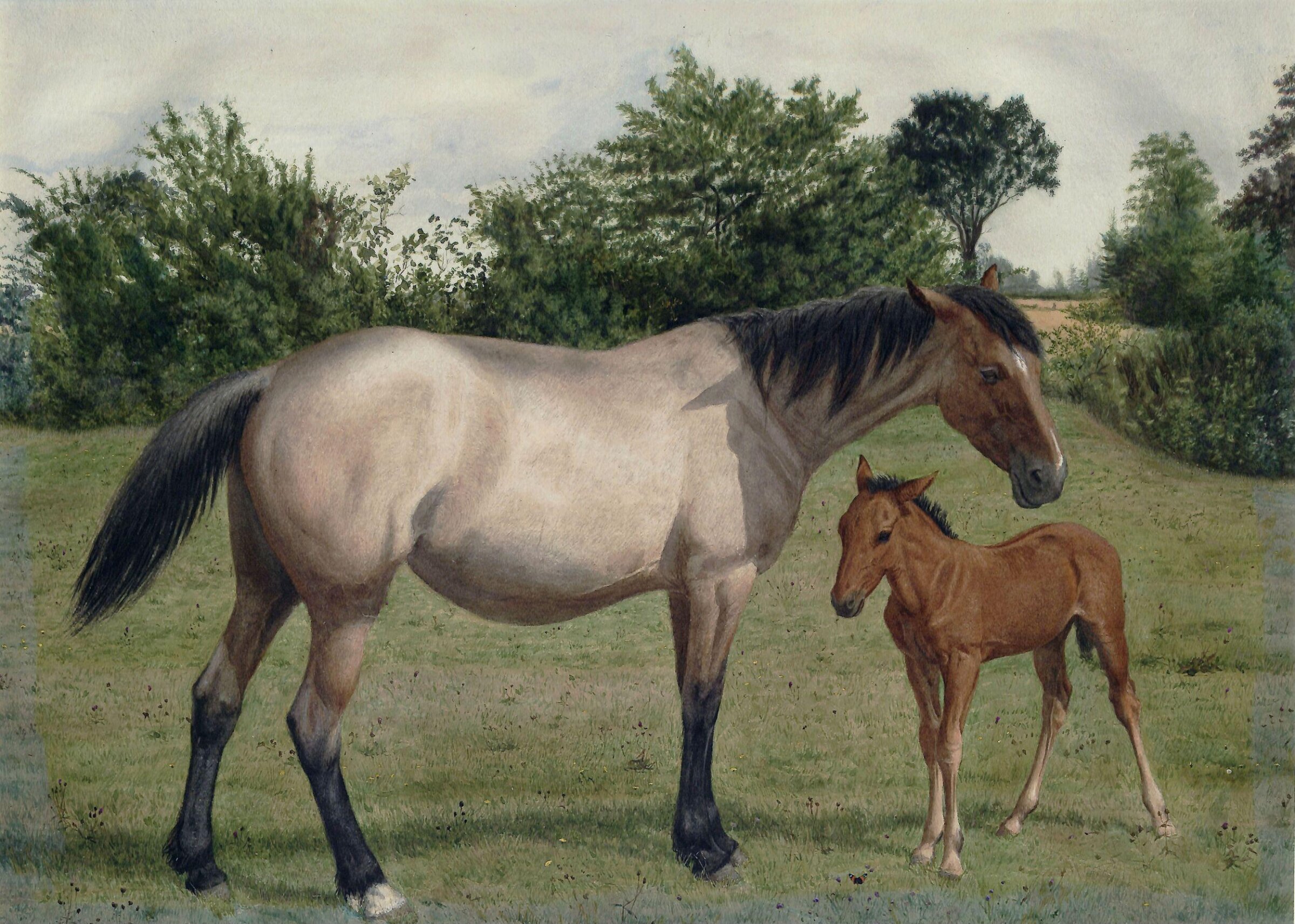 Studies of animals, Stephen Briggs Carlill, ca. late 19th century
