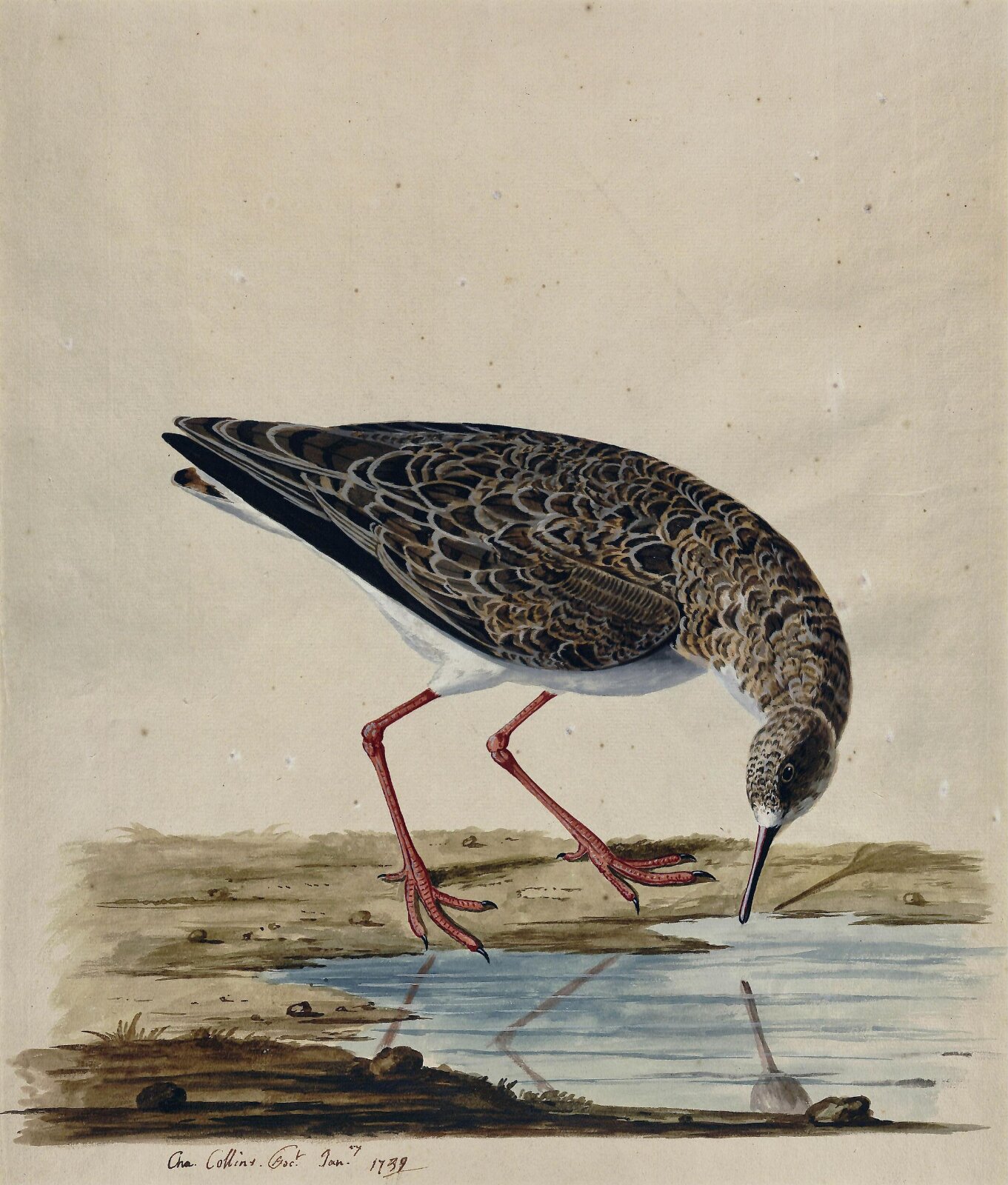 A Curlew Sandpiper, Charles Collins, January 1739