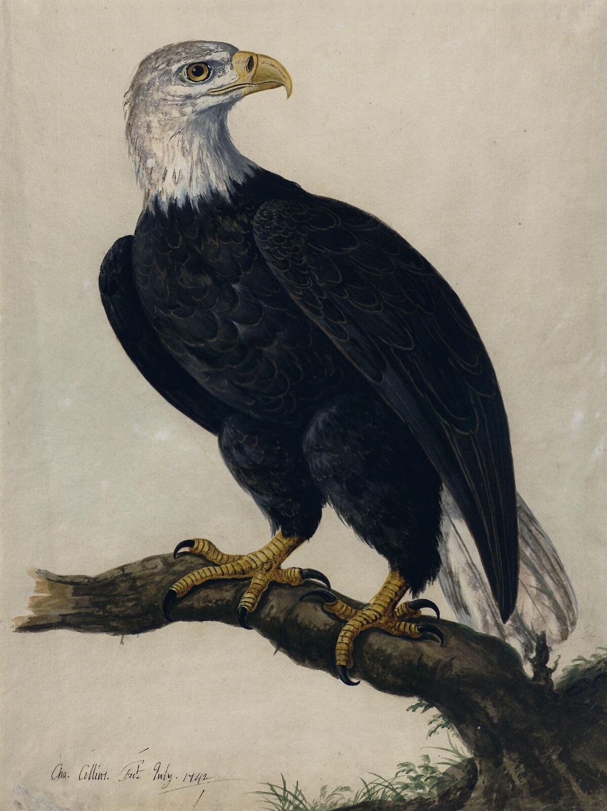 A White-headed Sea-eagle, Charles Collins, July 1742