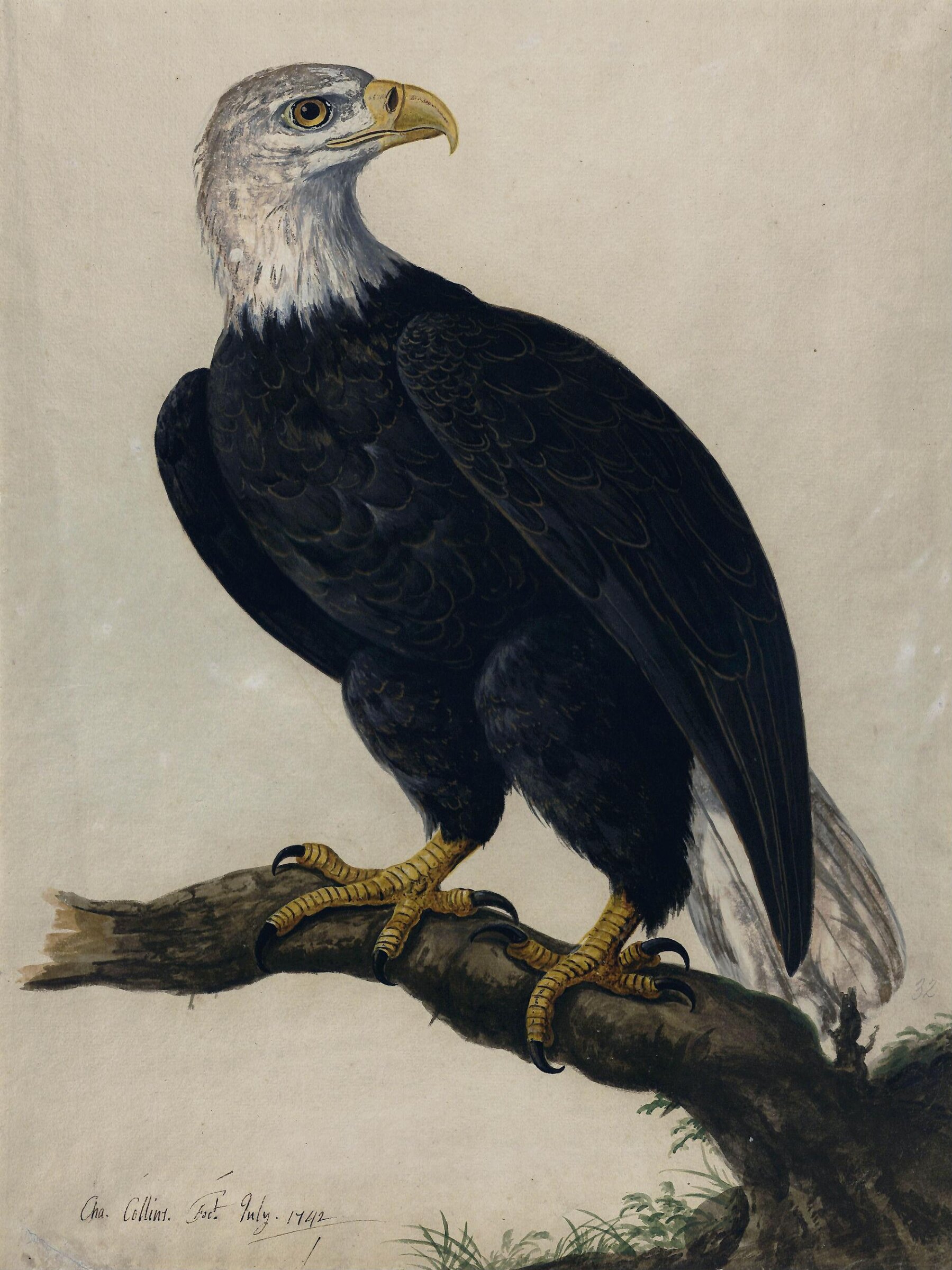 A White-headed Sea-eagle, Charles Collins, July 1742