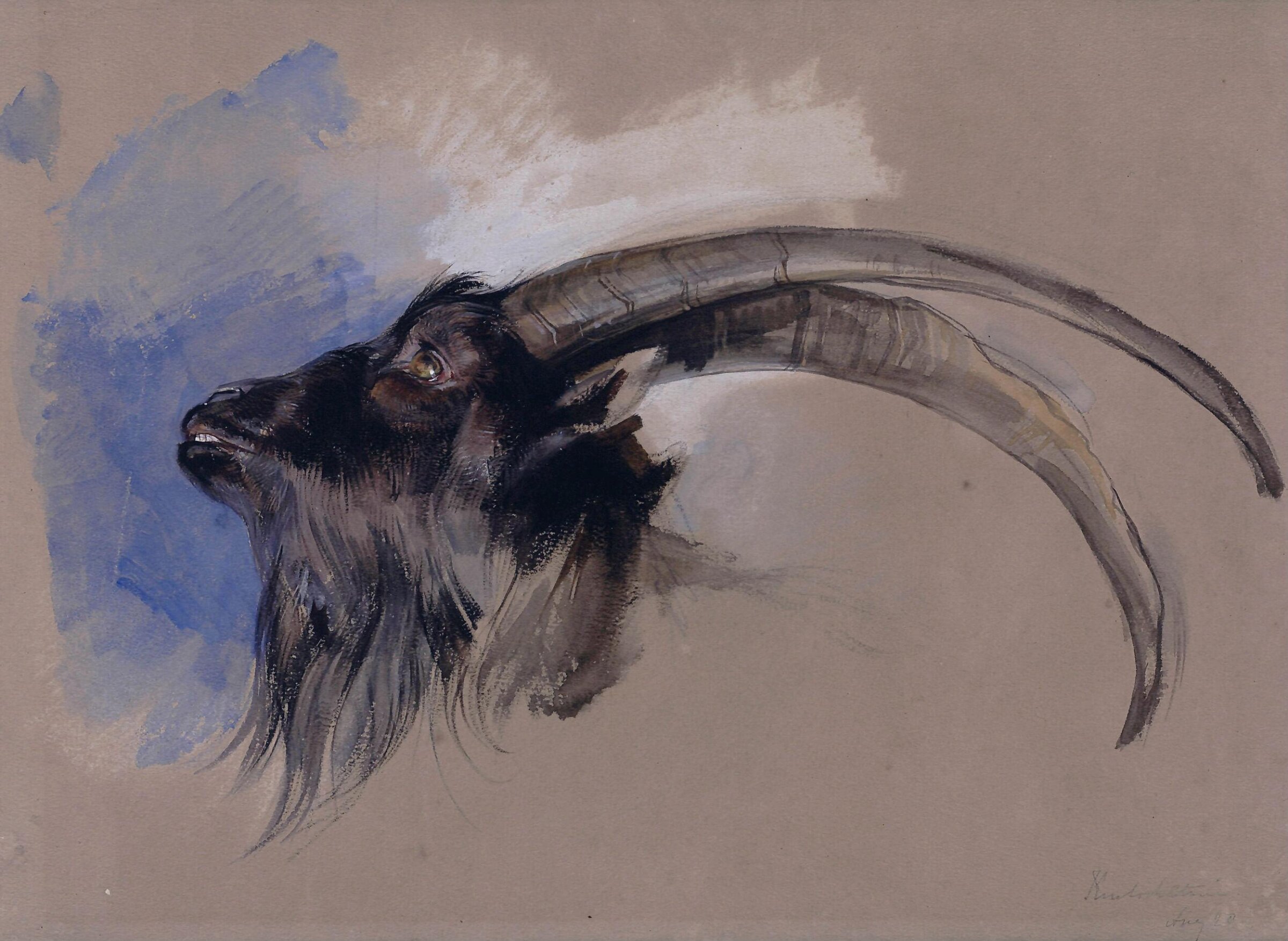 Head of an Ibex, John Frederick Lewis, about 1827