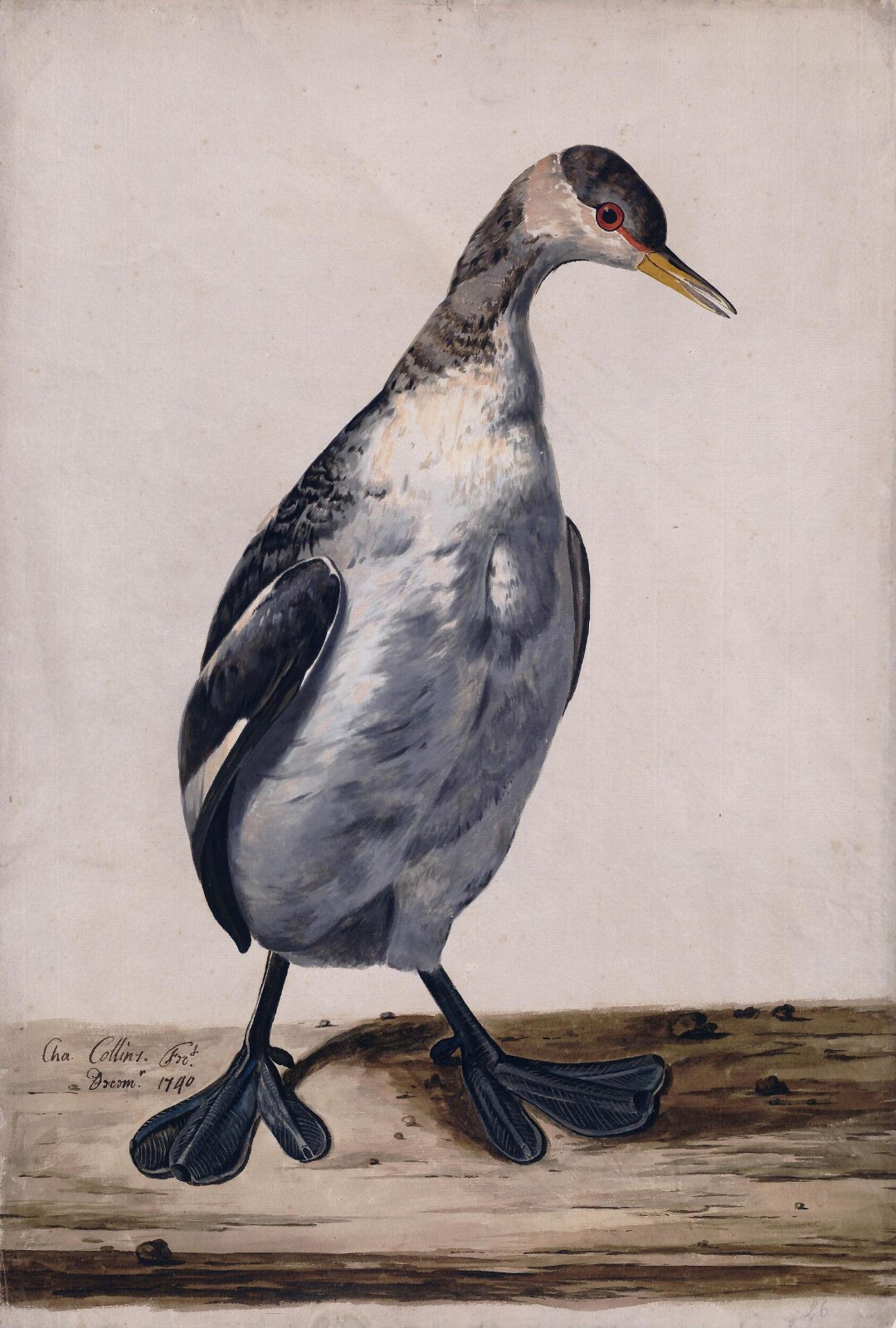 A Great Crested Grebe, Charles Collins, 1740