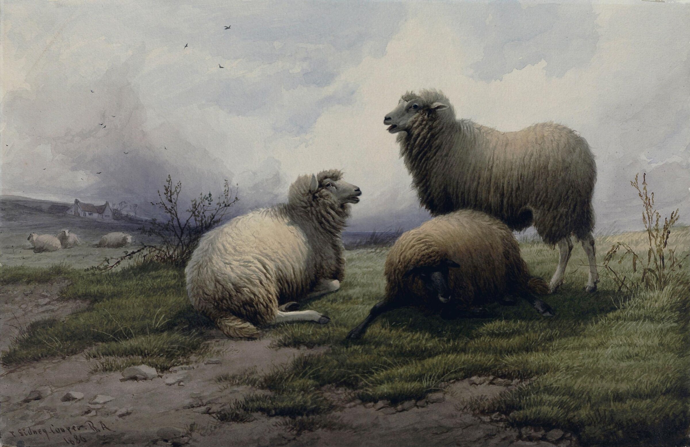 Sheep, Thomas Sidney Cooper, 1886