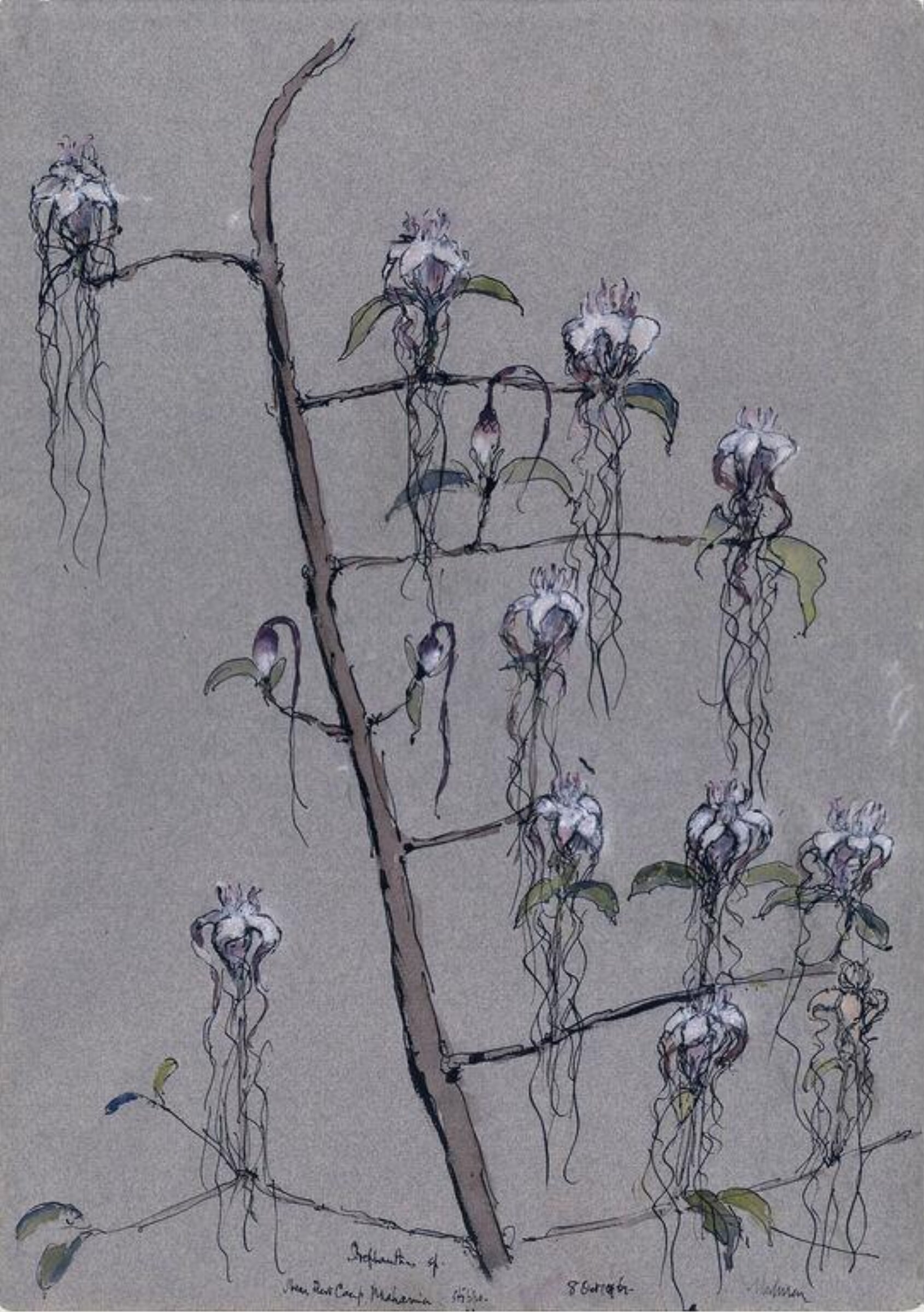 Orchids: Stropanthus sp. Rhodesia, Paul Ayshford Methuen, 1961