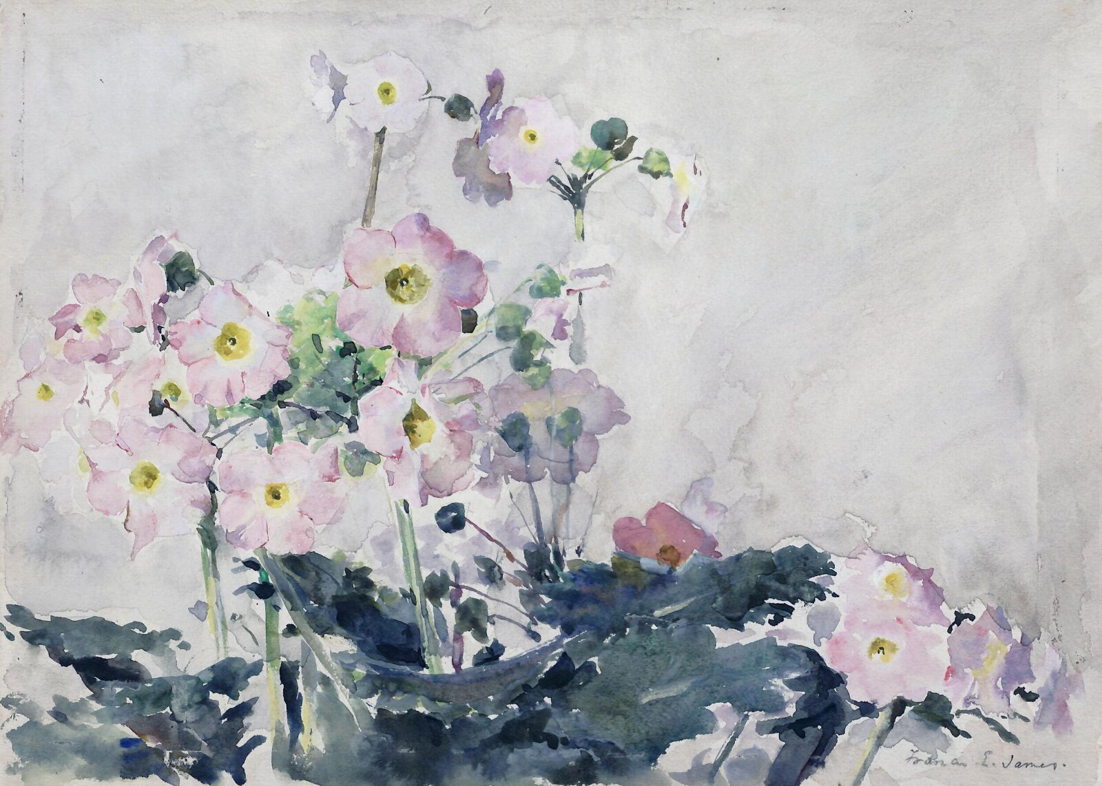 Primulas, Francis Edward James, ca. 1870-1920