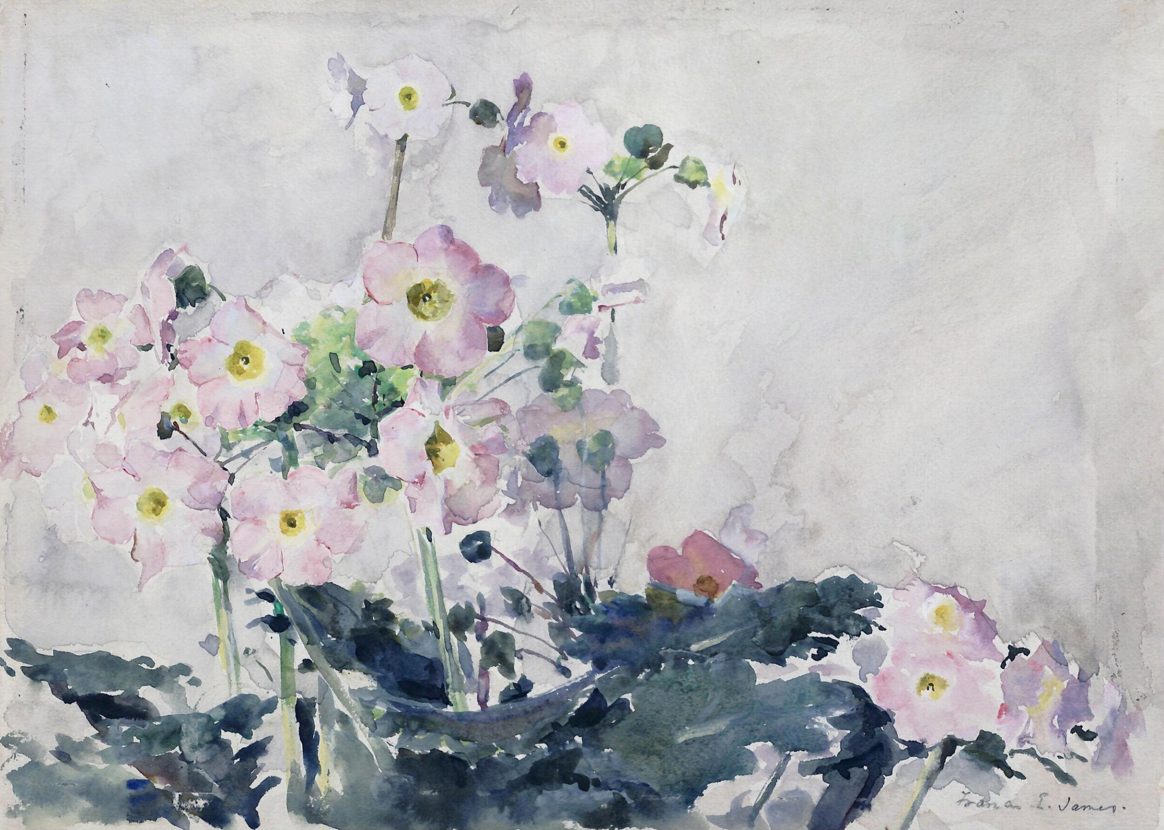 Primulas, Francis Edward James, ca. 1870-1920