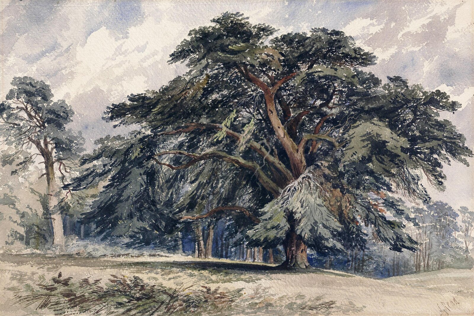 A Cedar Tree, Samuel Read, ca.1850-1880