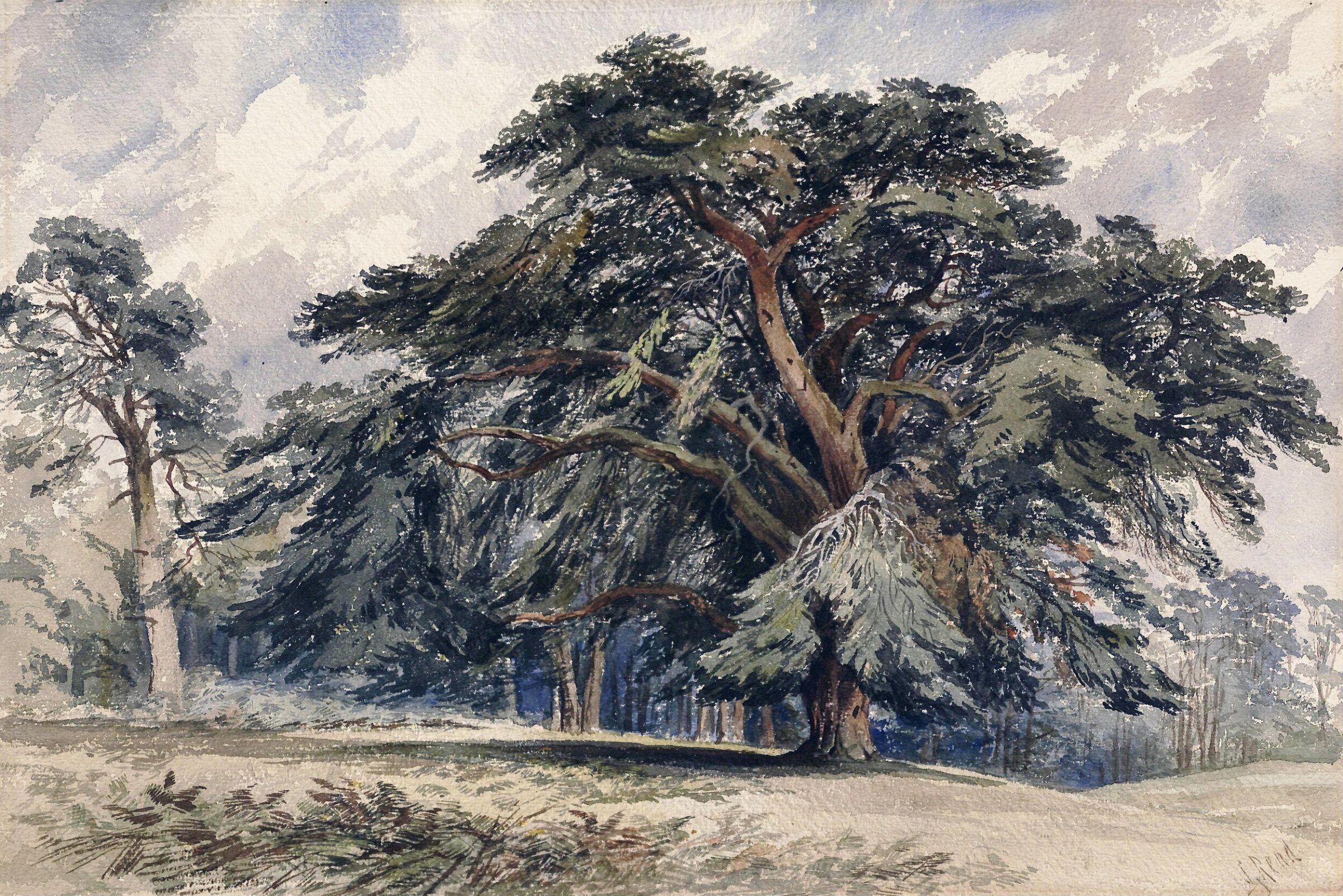 A Cedar Tree, Samuel Read, ca.1850-1880
