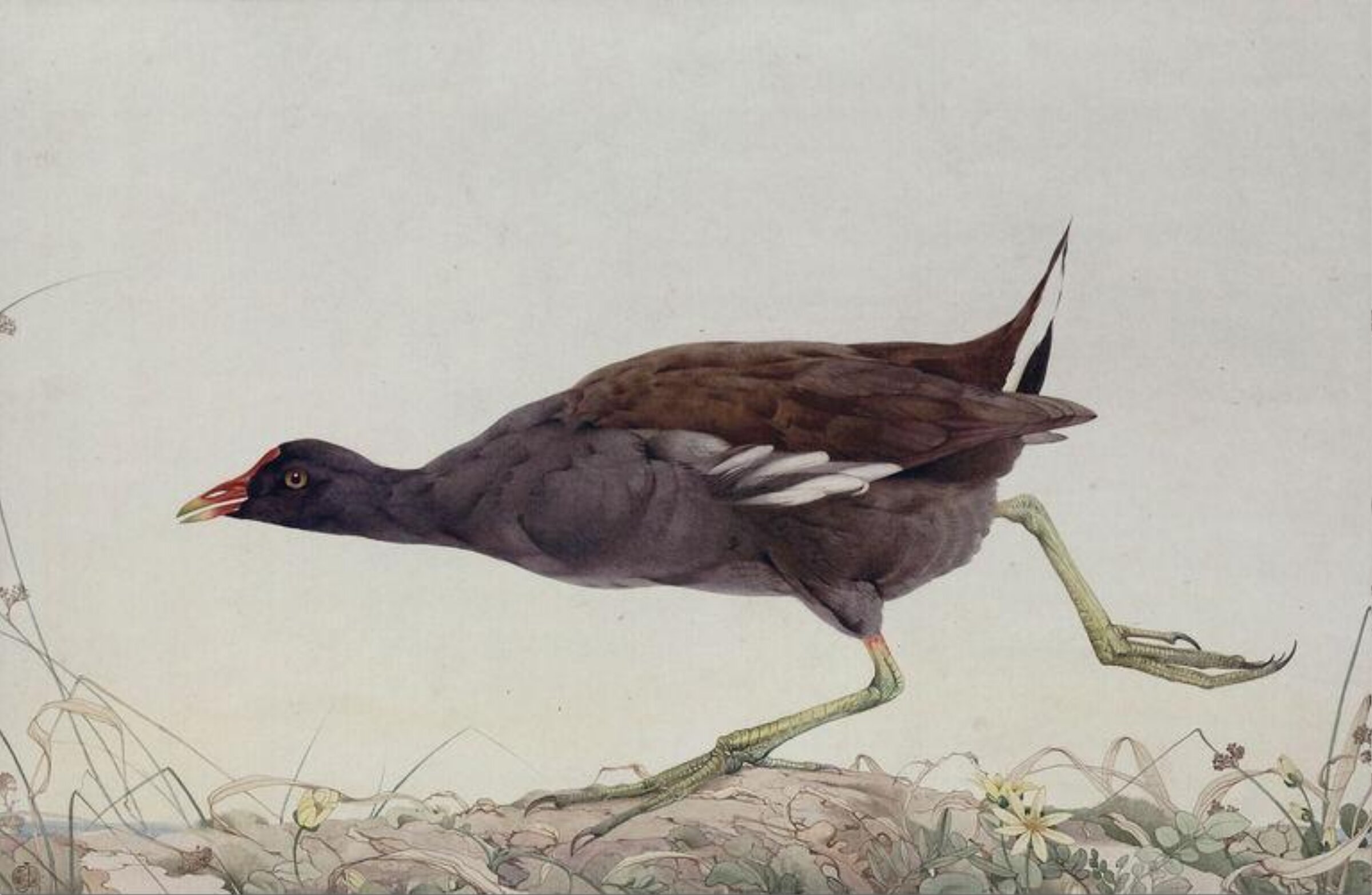 Drawing, Edward Julius Detmold, circa 1919