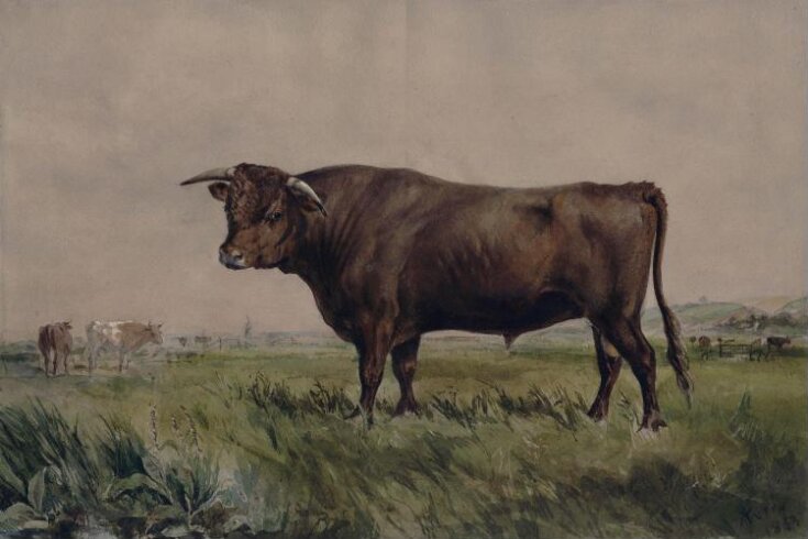 Study of a bull in a landscape top image