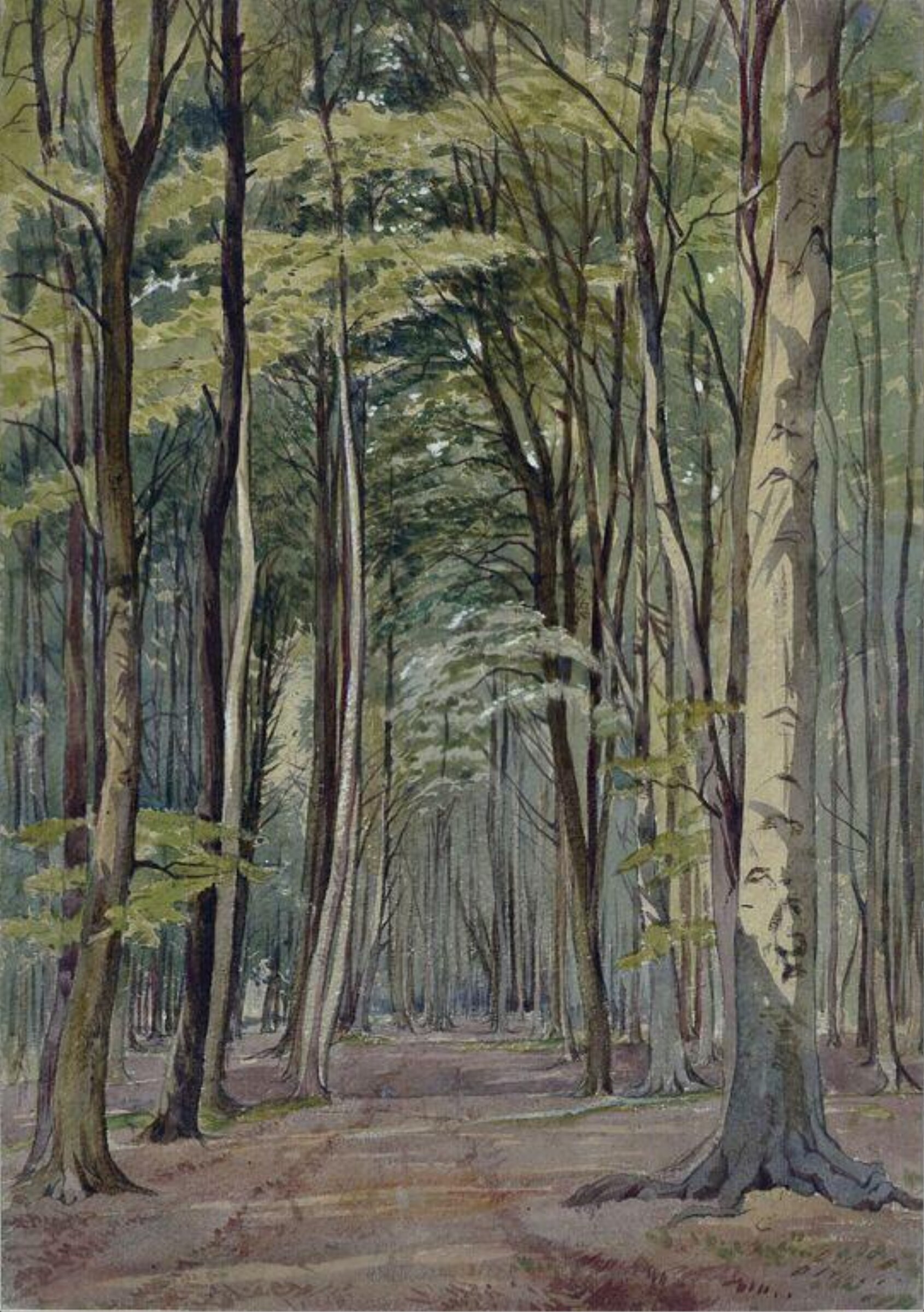 A beechwood, William Noble Hardwick, 1864