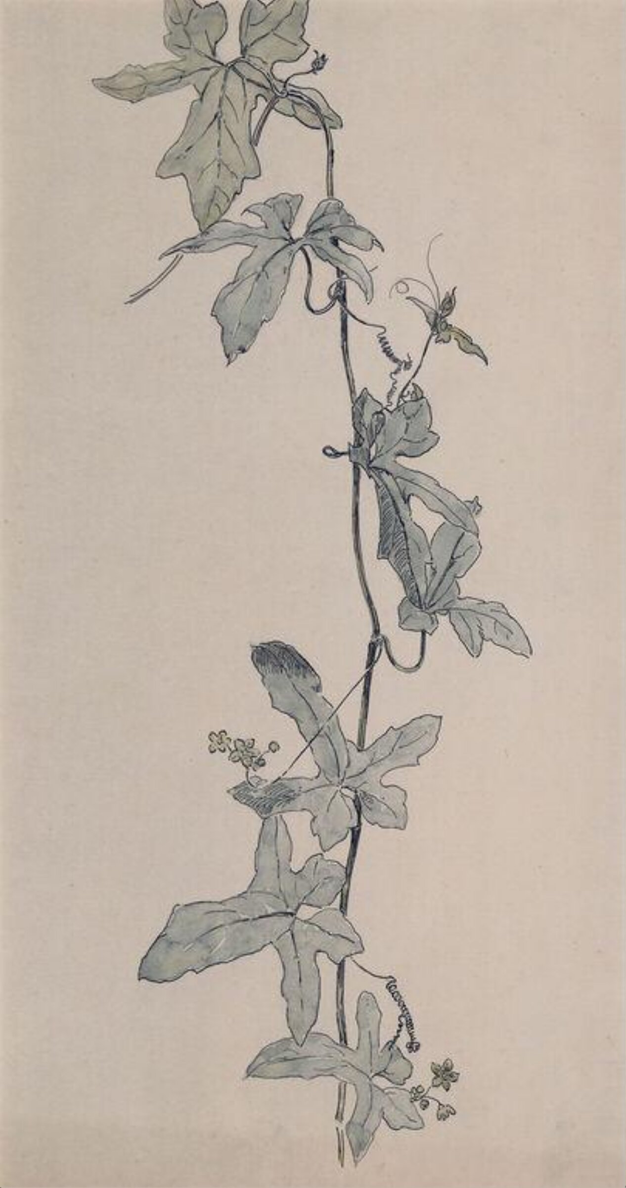 Clematis, Rudolf Ribarz, ca.1870-1880