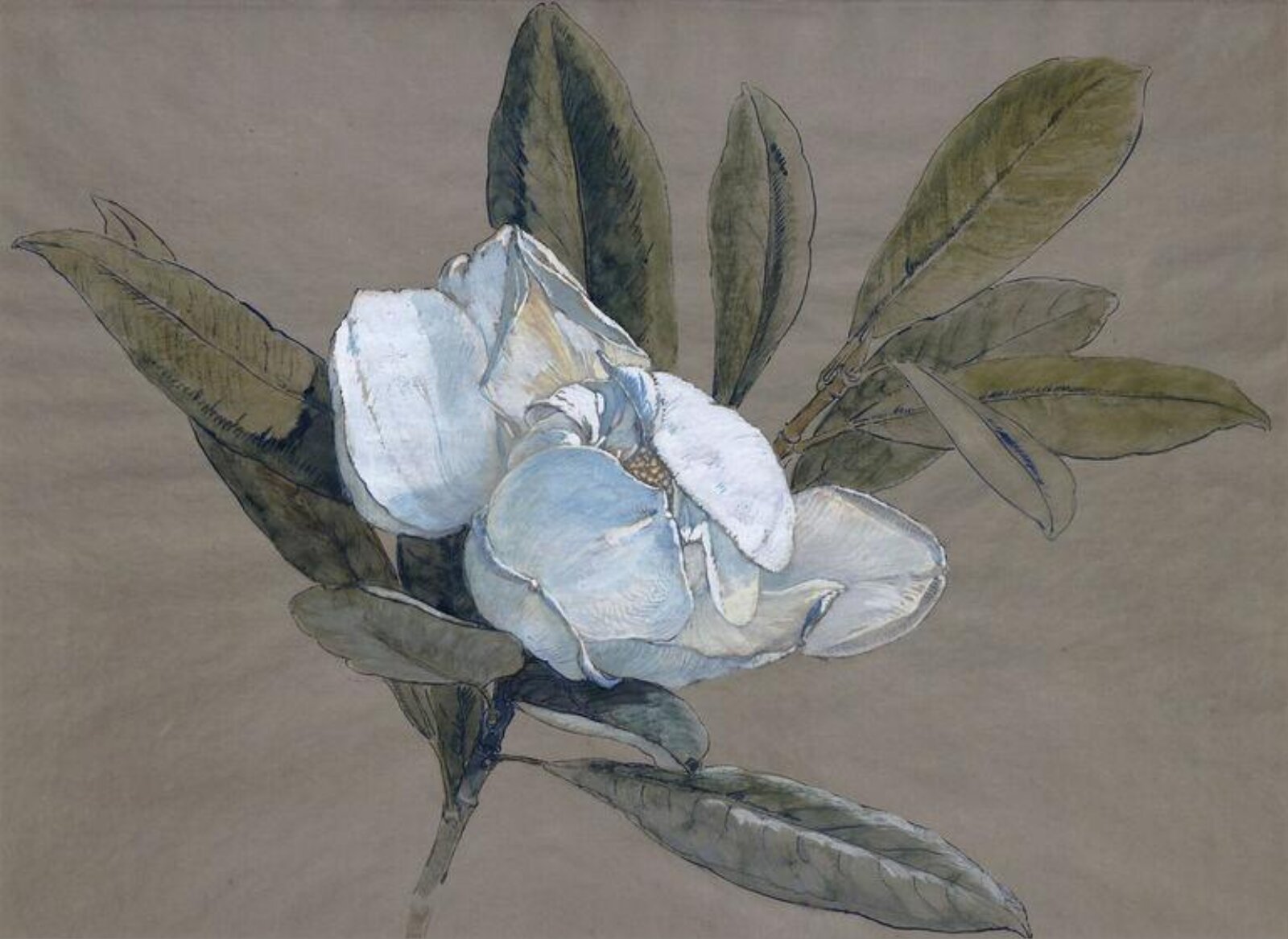 Magnolia, Рудольф Рибарц, ок. 1870–1880