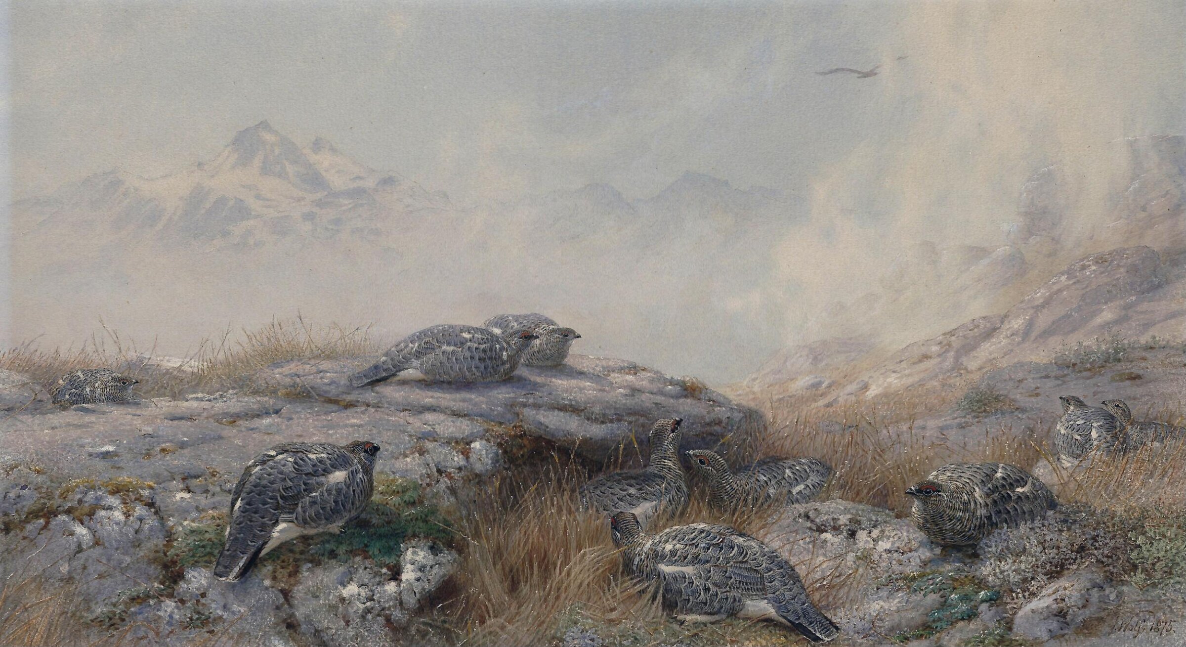 Ptarmigan: Summer, Joseph Wolf, 1875