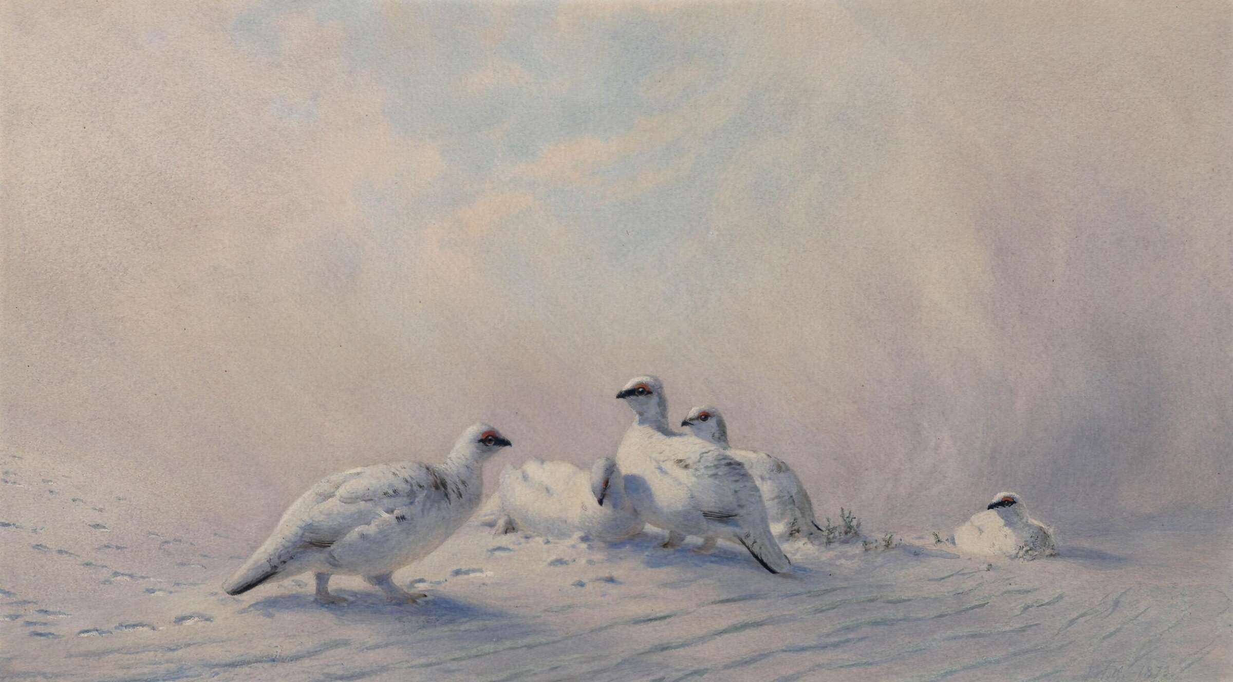 Ptarmigan: Winter, Joseph Wolf, 1873