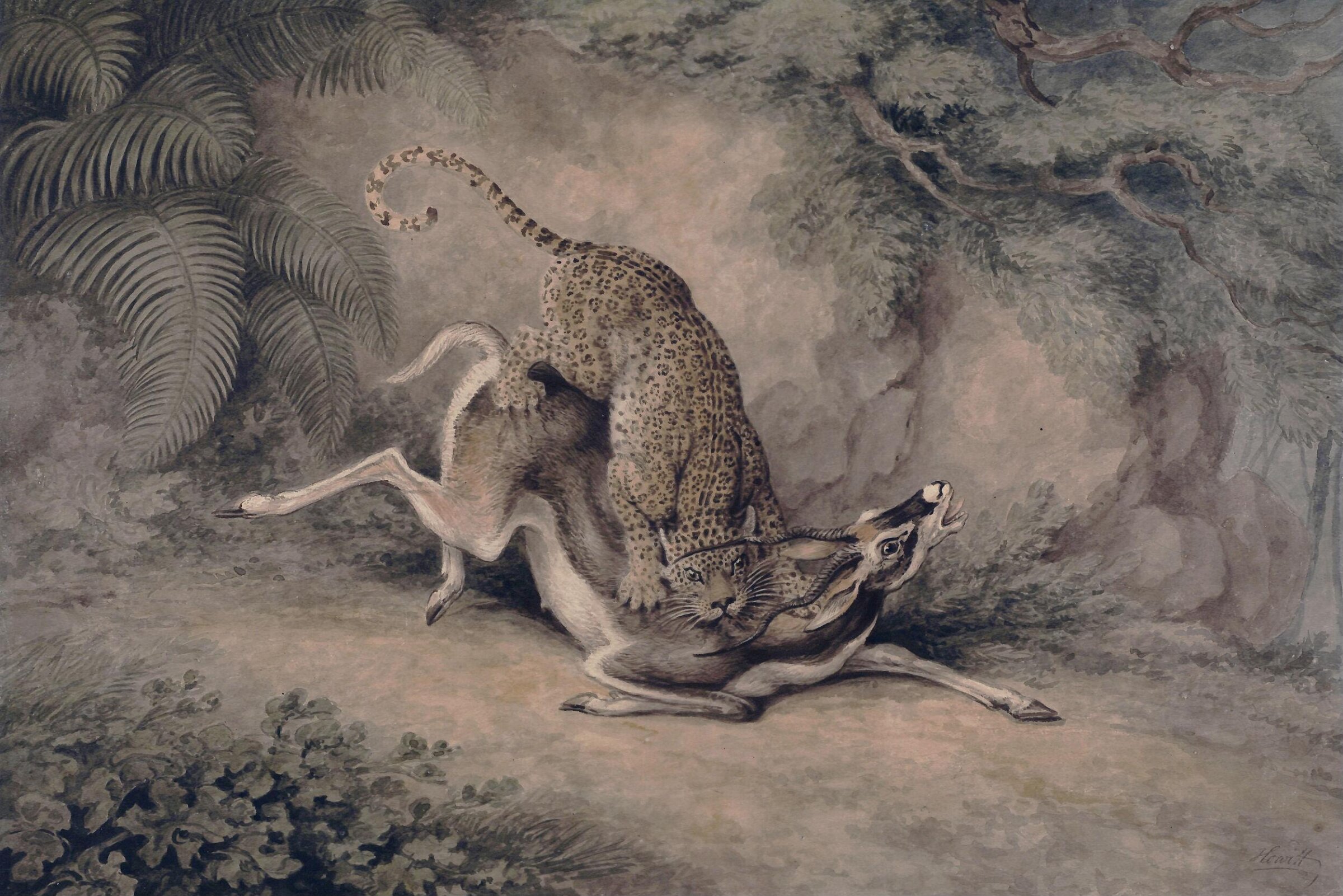 Leopard attacking an Antelope, Samuel Howitt, 1785 - 1822