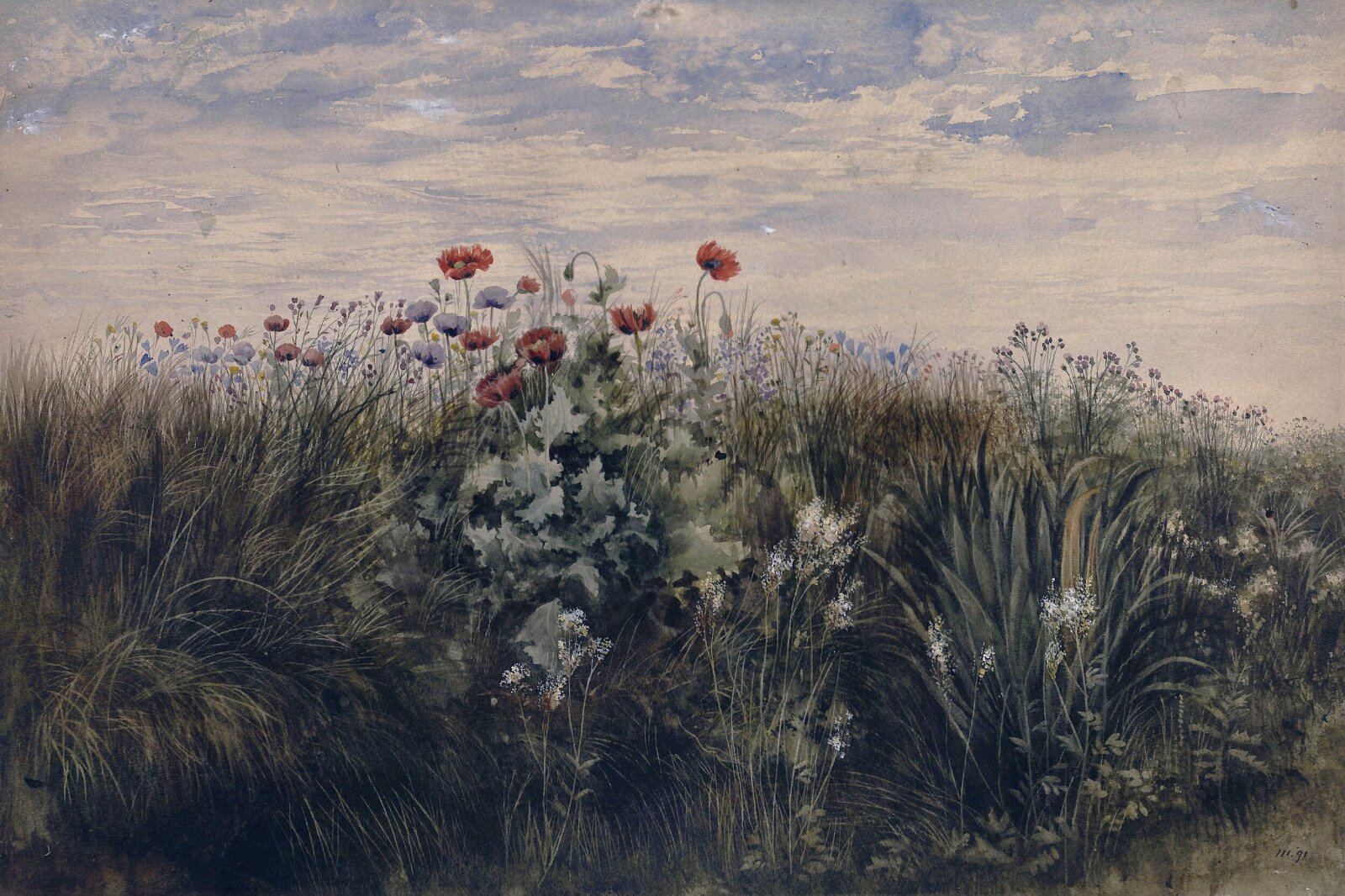 Summer wildflowers : Study from Nature, Nicholl, ca. 1825-1880
