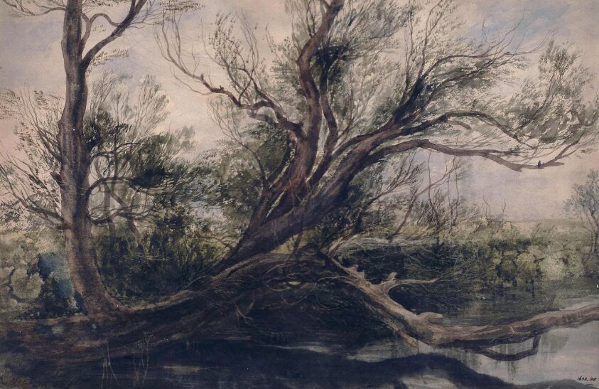 Study of a willow tree overhanging water, near Ball's Bridge, Dublin (1857) by Kiri Nichol