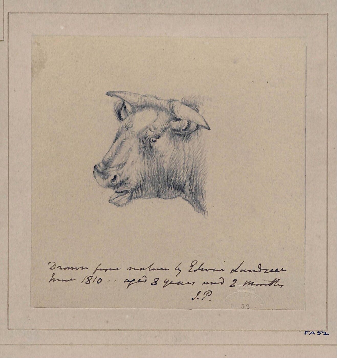 Edwin Landseer, Drawing of a bull