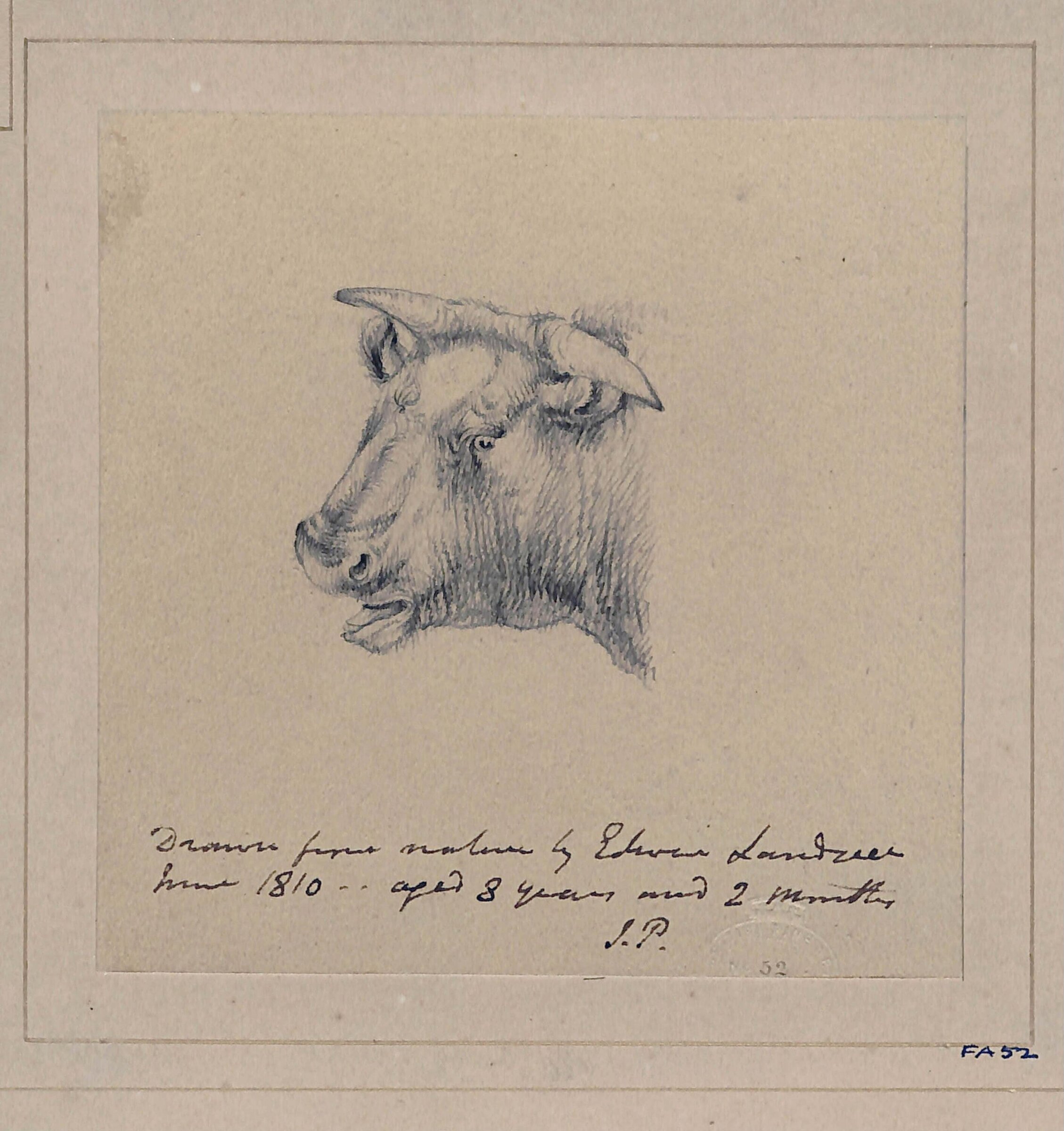 Drawing of a bull, Edwin Landseer, c.1805-1818