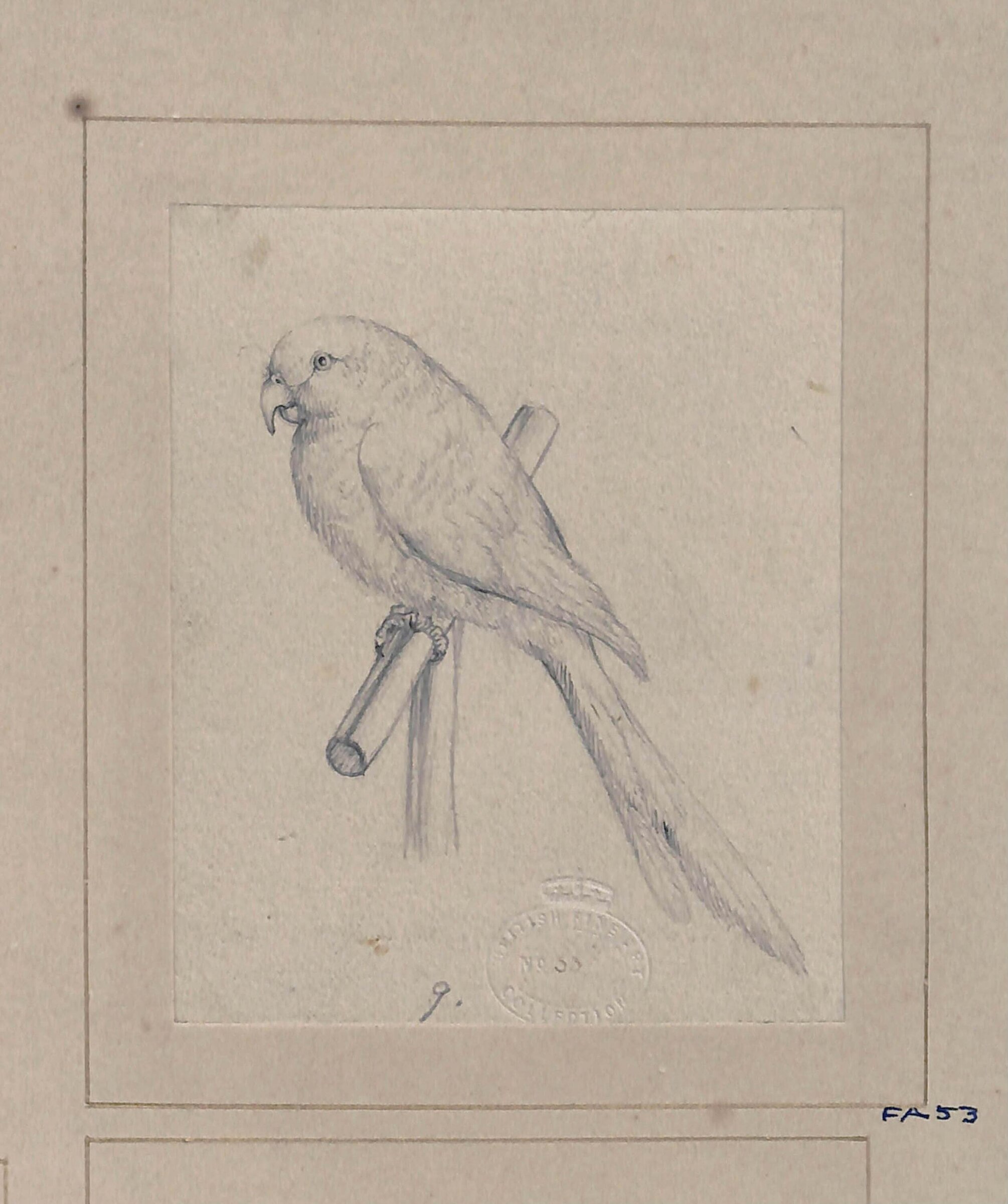 Drawing of a bird, Edwin Landseer, ca. 1805-1818