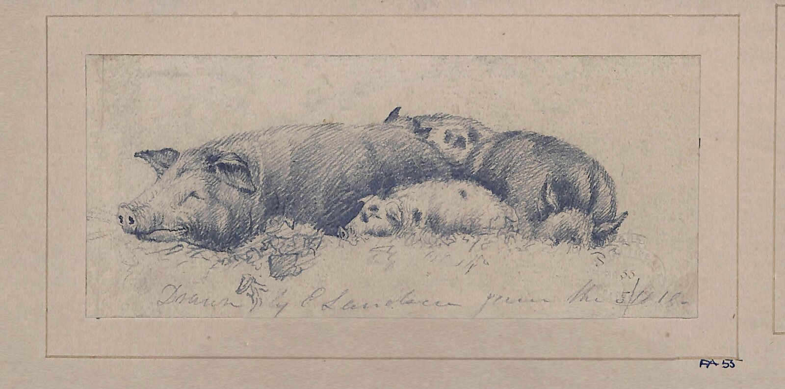 Drawing of pigs, Edwin Landseer, c.1805-1818