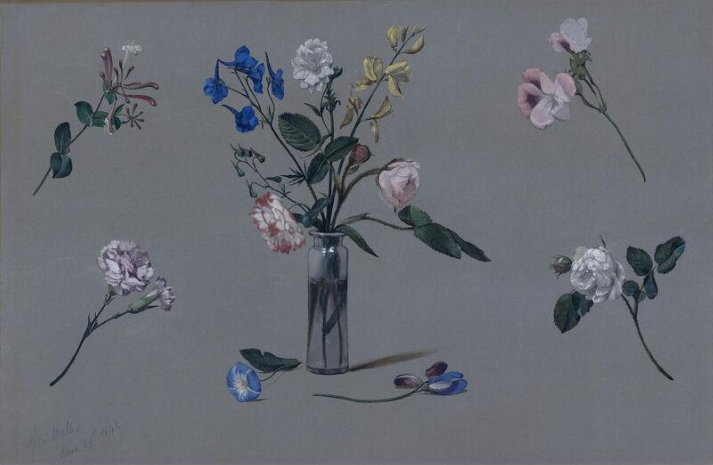Flower study, George Wallis, 29/06/1842