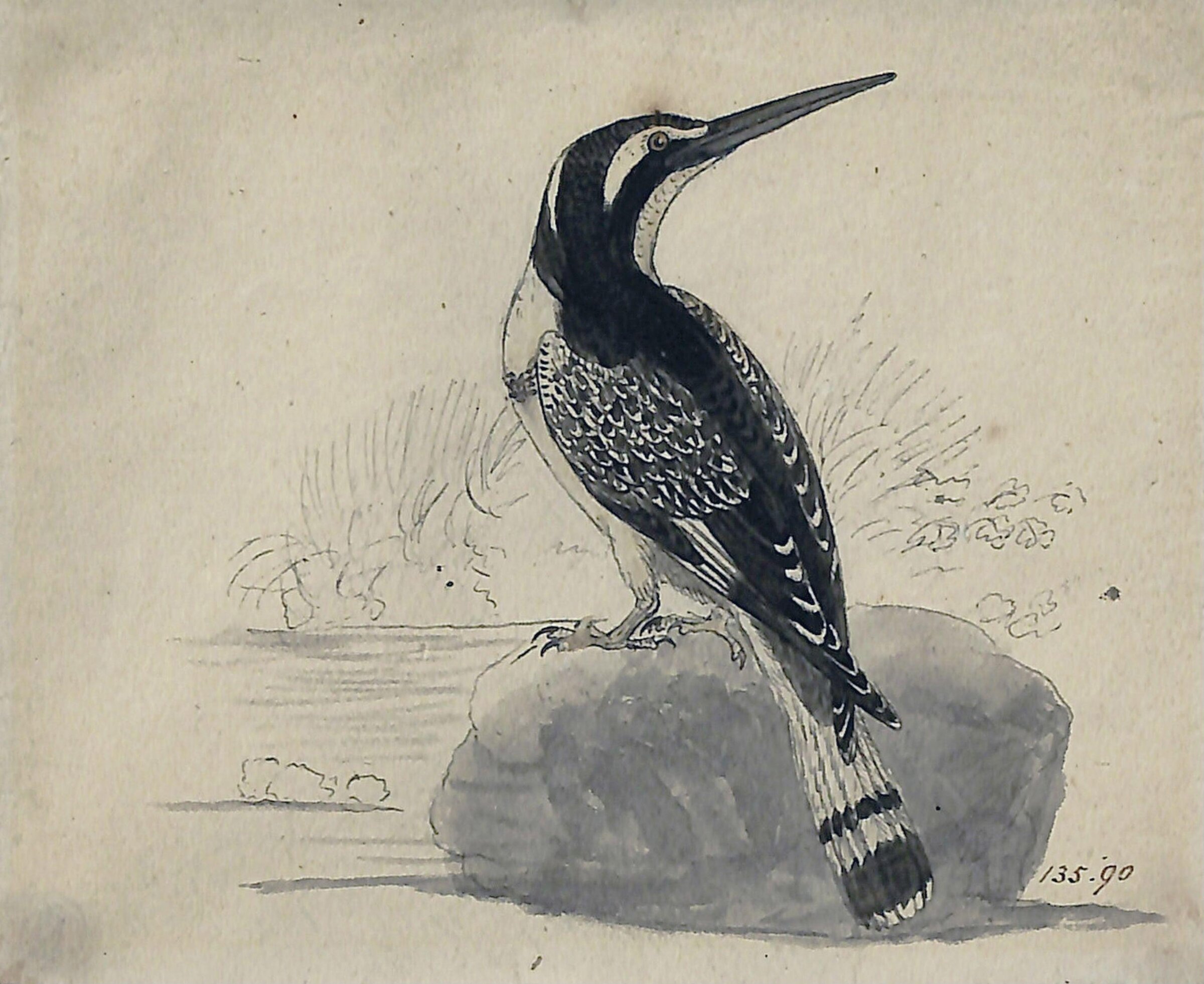 Black and white kingfisher, Bewick, ca. 1773-1828