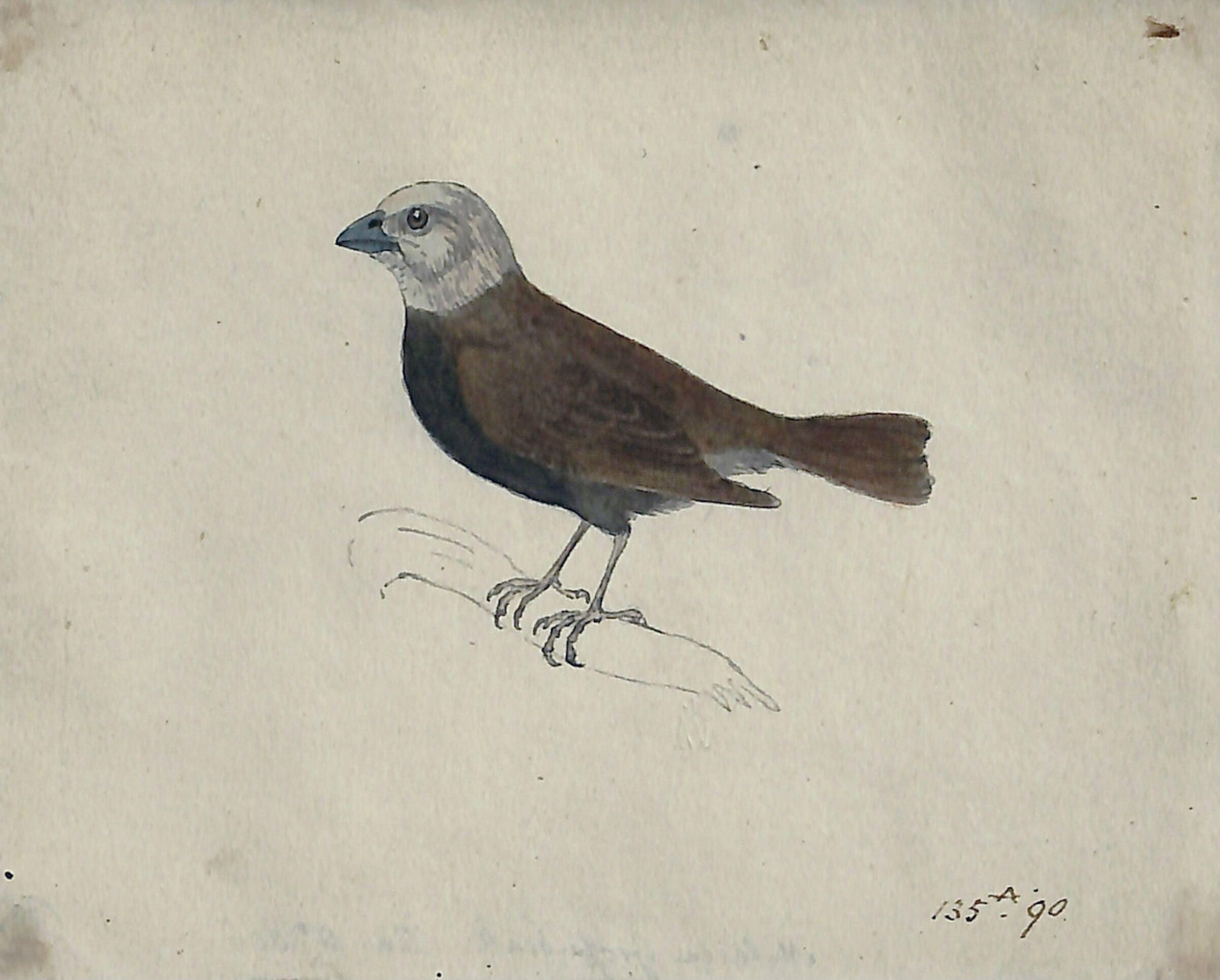 A Malacca Crossbeak, Bewick, ca. 1773-1828