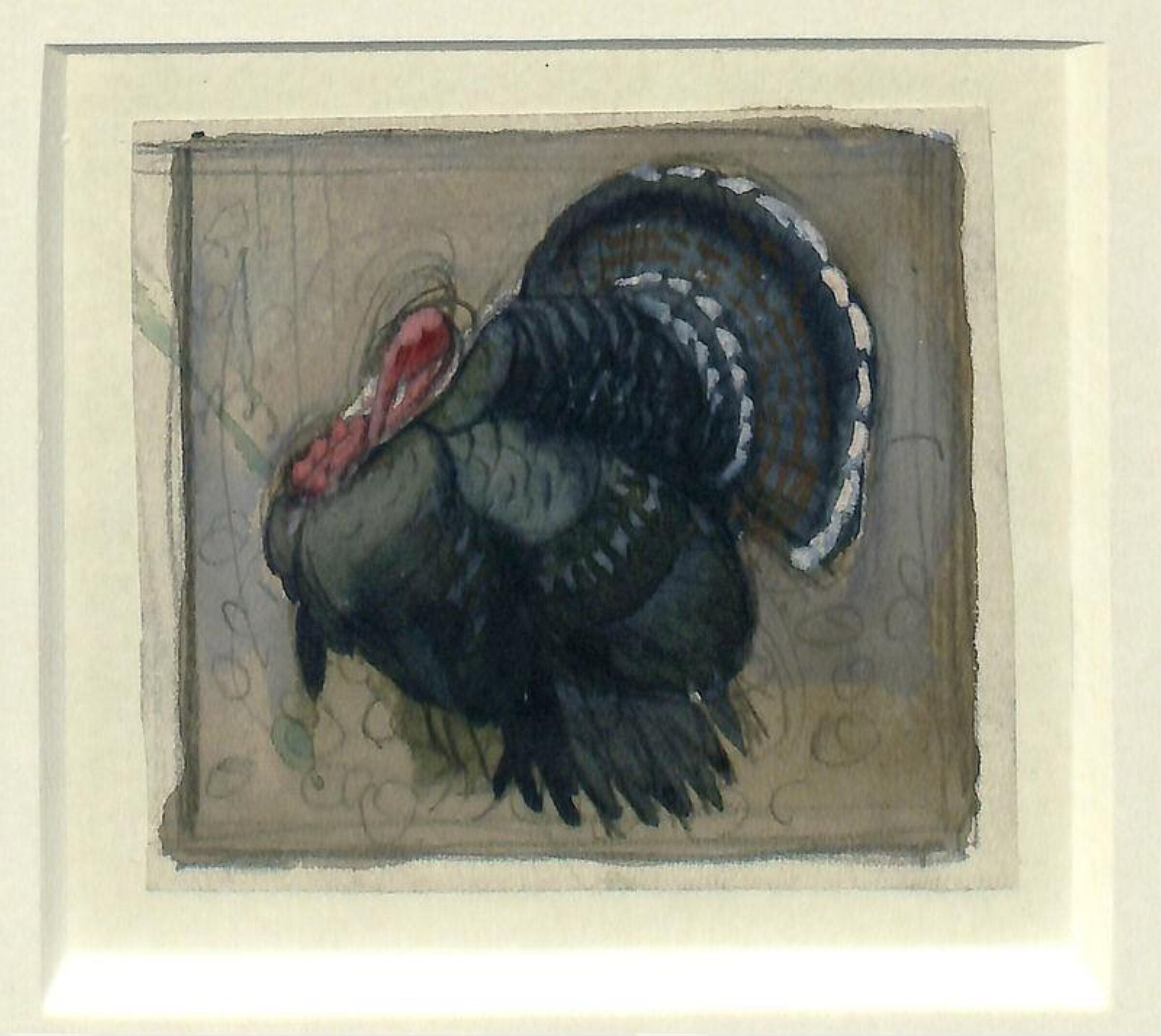 Turkey Cock, Charles Frederick Tunnicliffe, mid 20th Century
