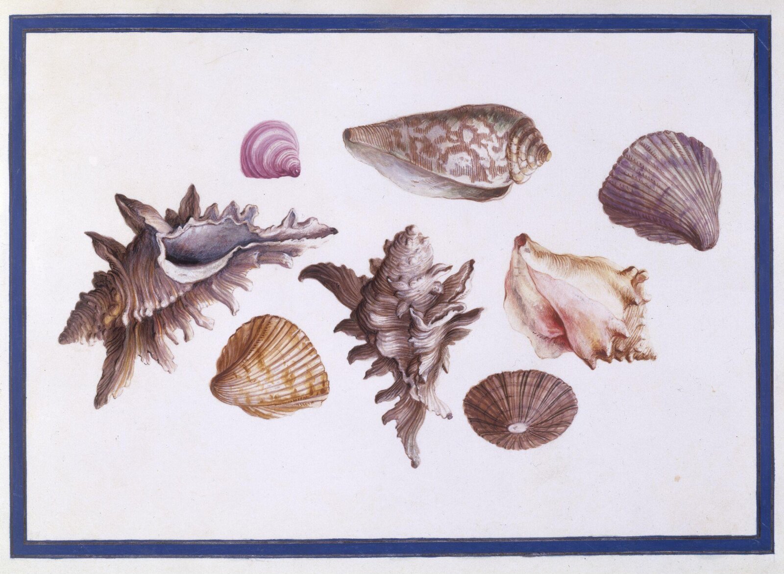 Watercolour drawing, Claude Aubriet, c.1690