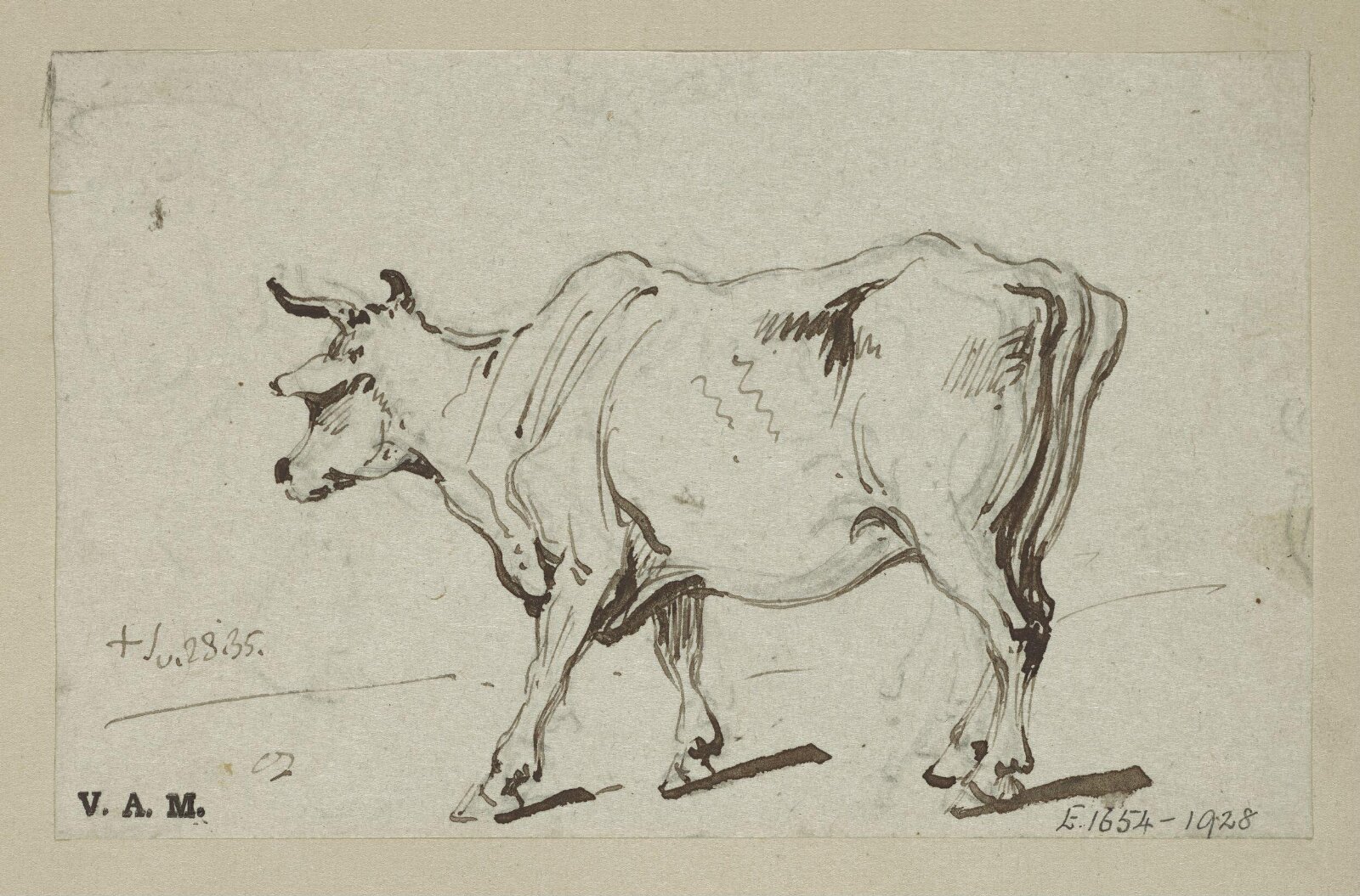 A standing cow, George Chinnery, 28/07/1835