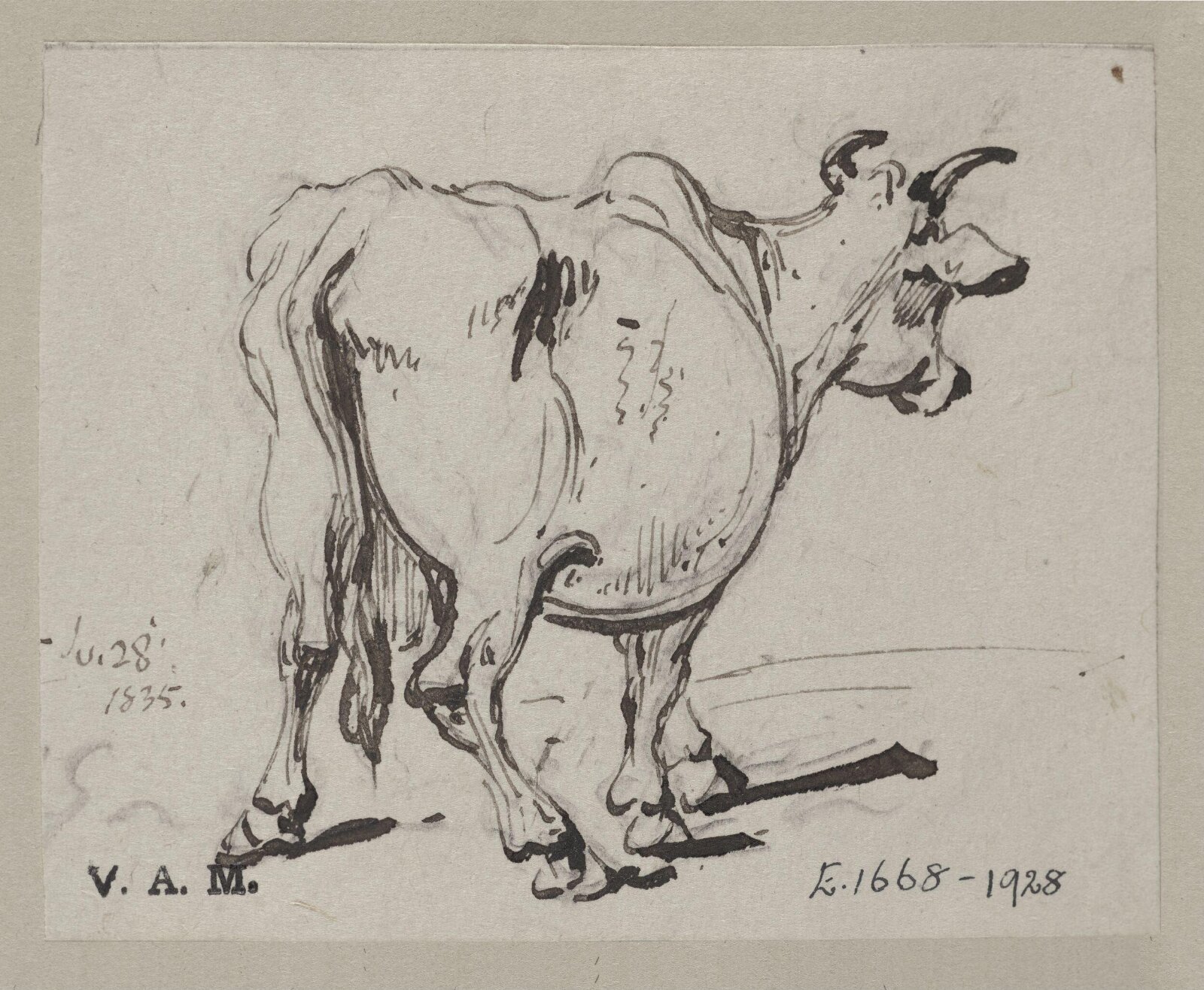 A cow seen from behind, George Chinnery, 28/07/1835