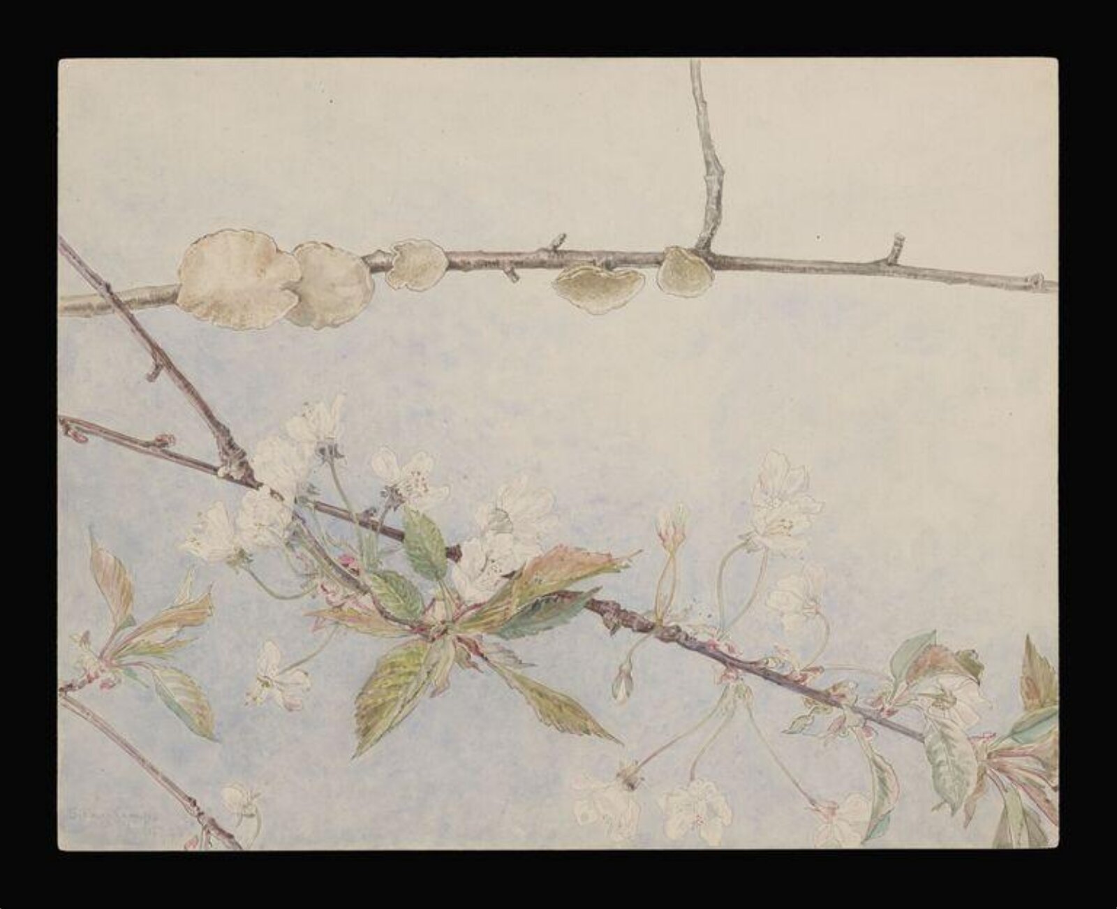 Watercolour, Beatrix Potter, 16 April 1898