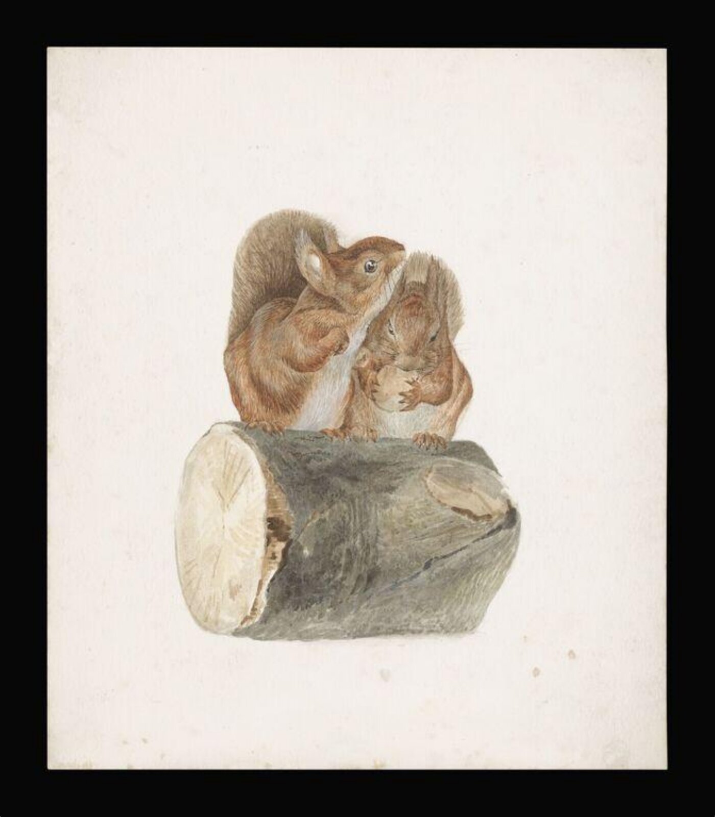 Two squirrels sitting on a log, Beatrix Potter, ca. 1894