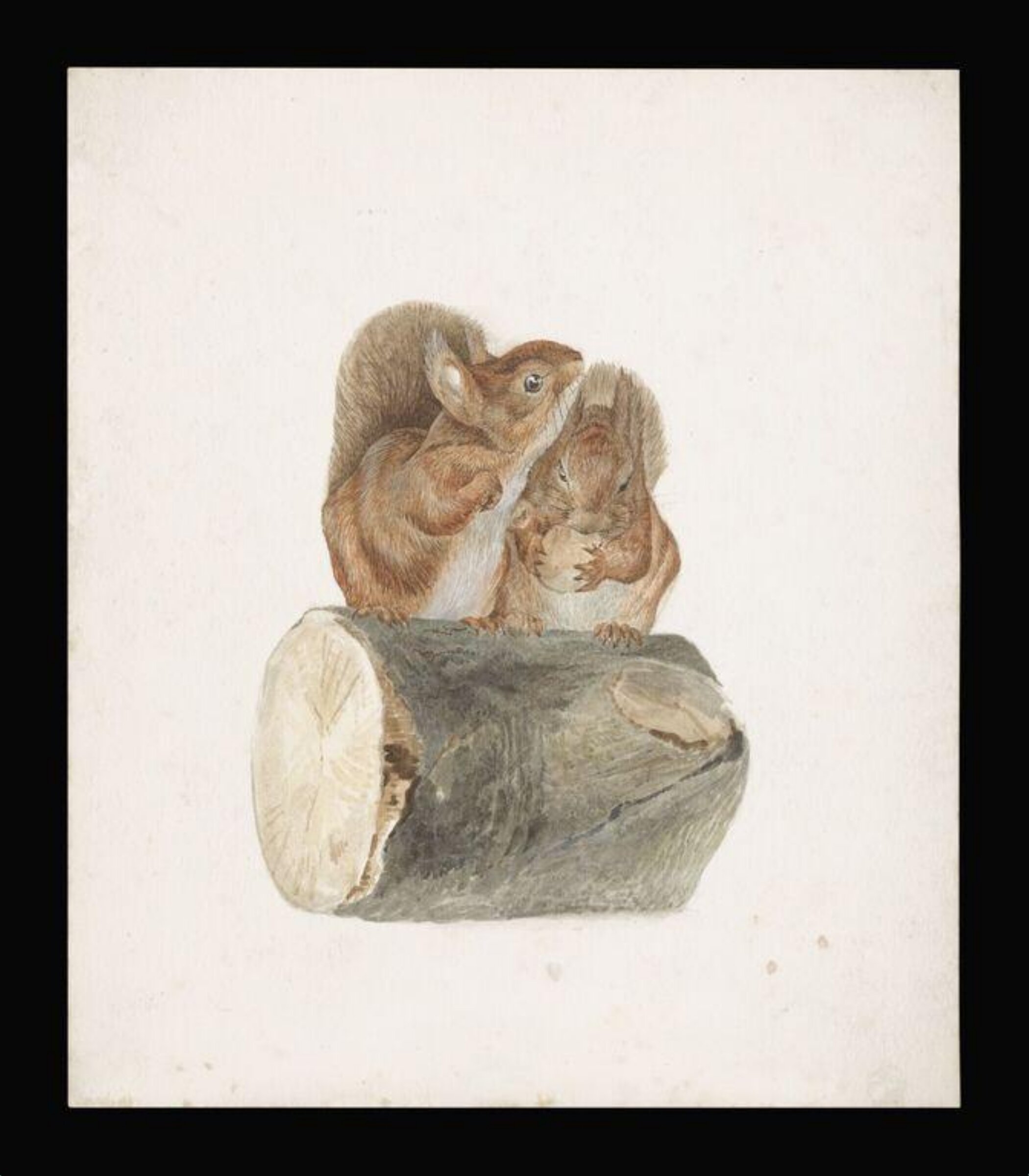 Two squirrels sitting on a log, Beatrix Potter, ca. 1894