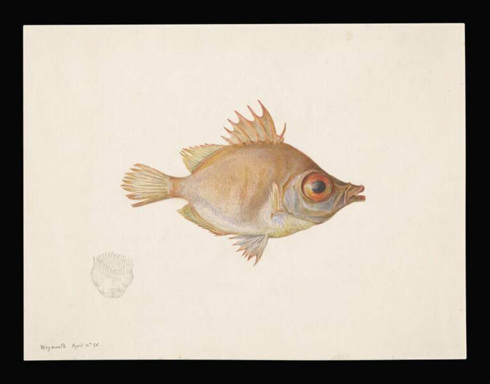 Boar fish, Beatrix Potter, 14/04/1895