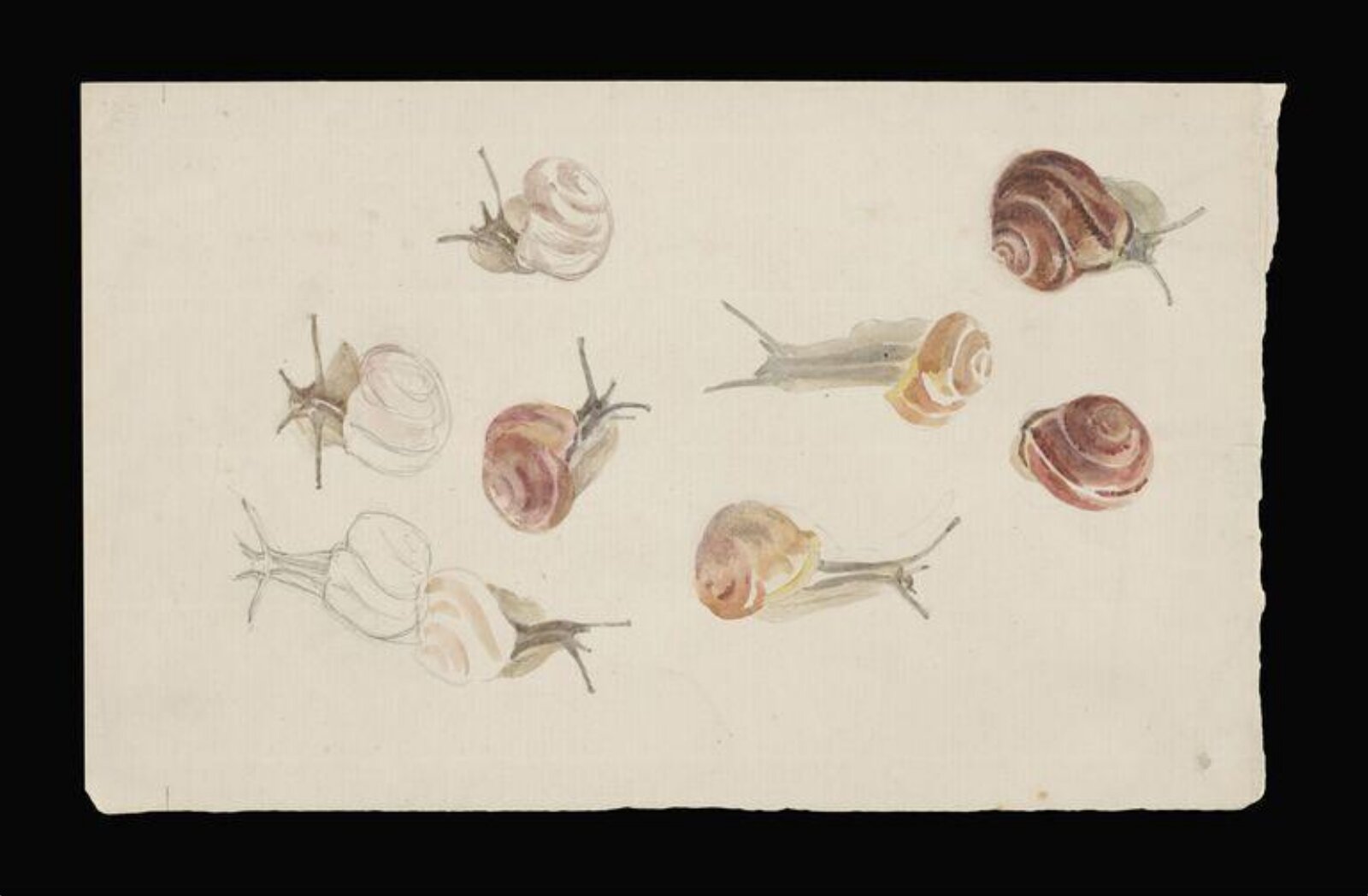 Studies of snails, Beatrix Potter, late 19th century