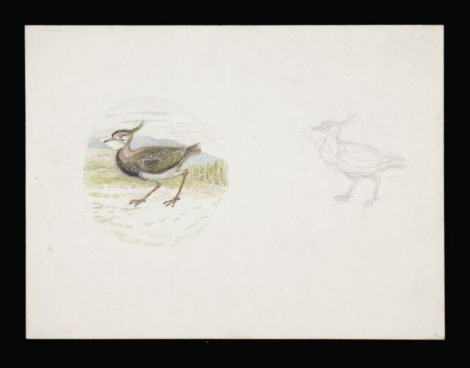 Drawing, Beatrix Potter, 1919